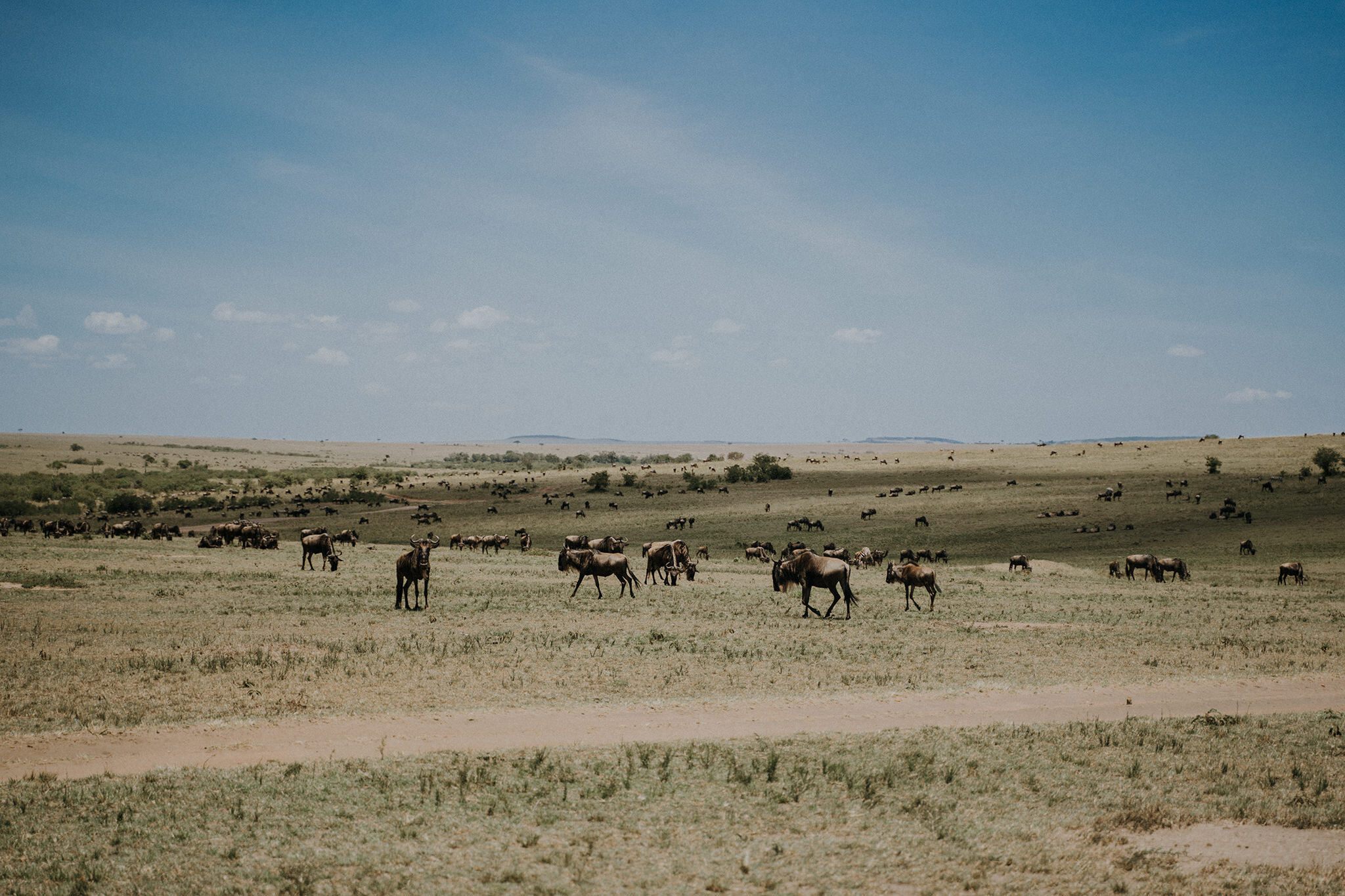 1 Tu Nguyen Masai Mara Kenya 45.jpg