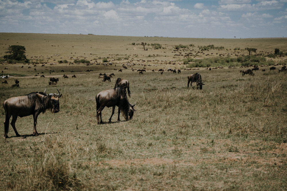 1 Tu Nguyen Masai Mara Kenya 46.jpg