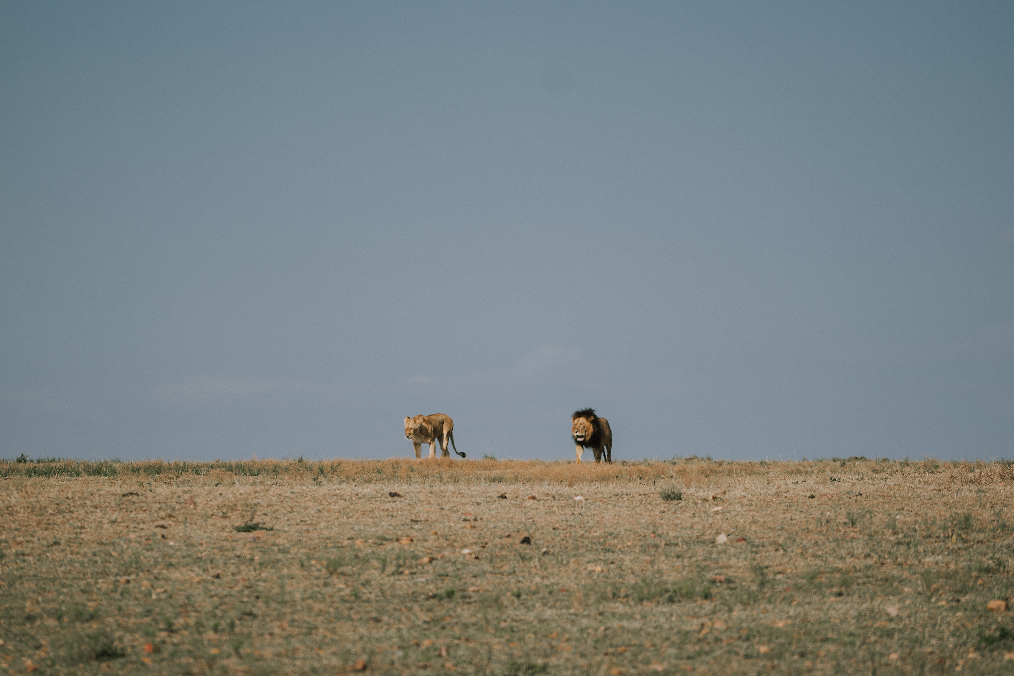 1 Tu Nguyen Masai Mara Kenya 55.jpg