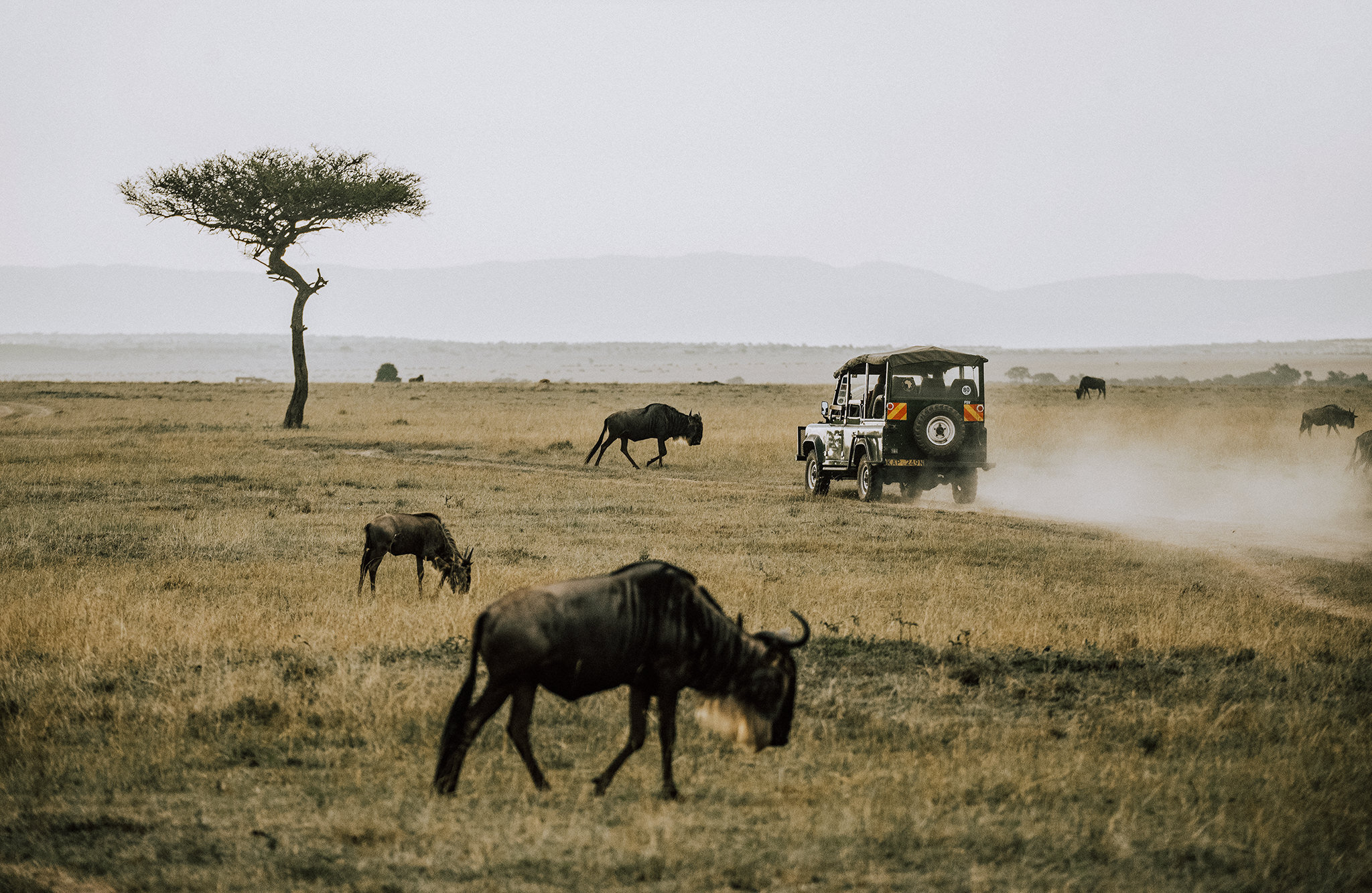 1 Tu Nguyen Masai Mara Kenya 54.jpg