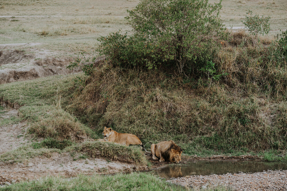 1 Tu Nguyen Masai Mara Kenya 56.jpg