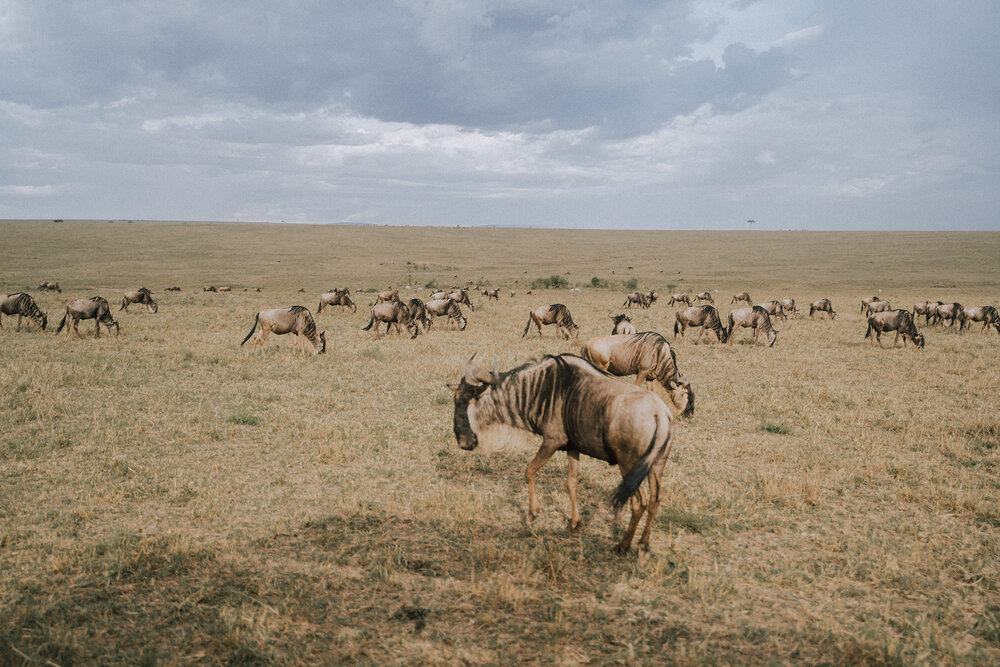 1 Tu Nguyen Masai Mara Kenya 58.jpg