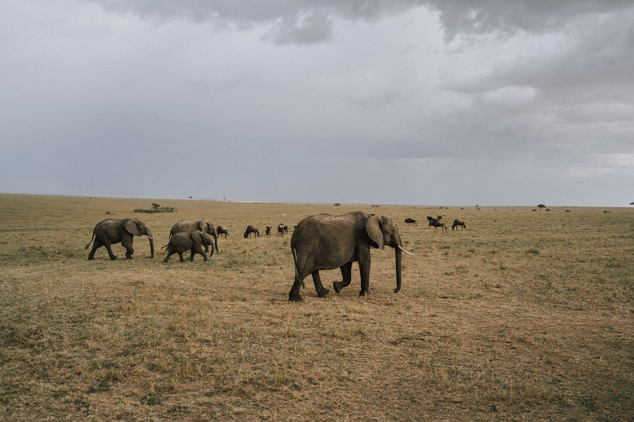 1 Tu Nguyen Masai Mara Kenya 59.jpg