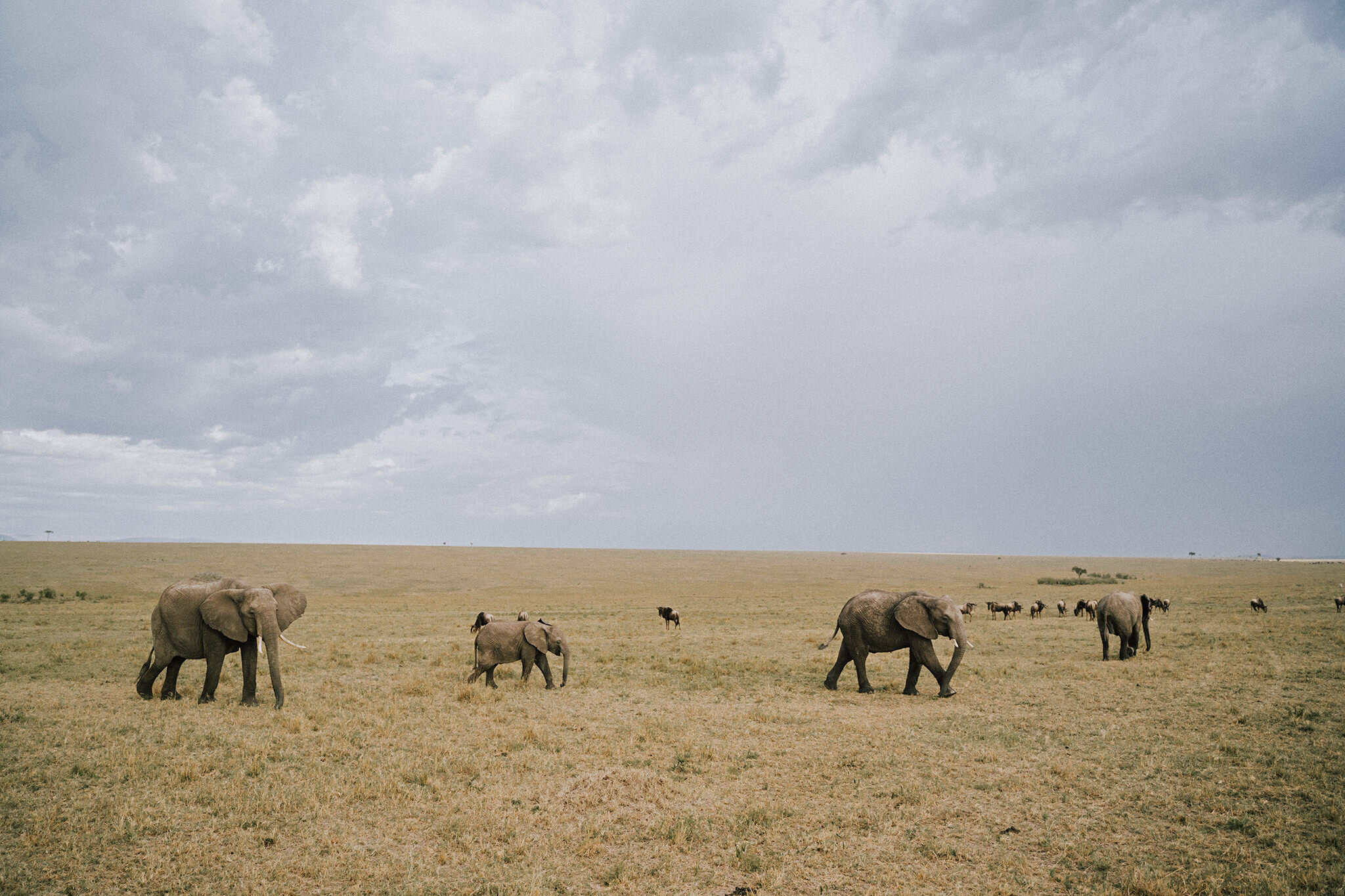 1 Tu Nguyen Masai Mara Kenya 61.jpg