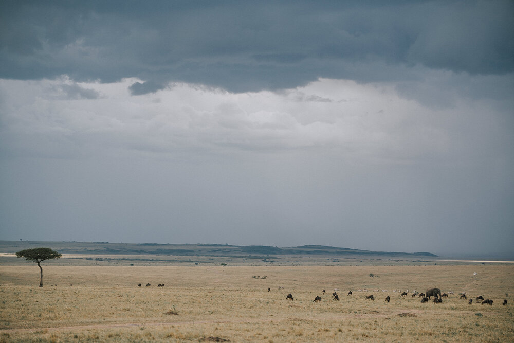1 Tu Nguyen Masai Mara Kenya 63.jpg
