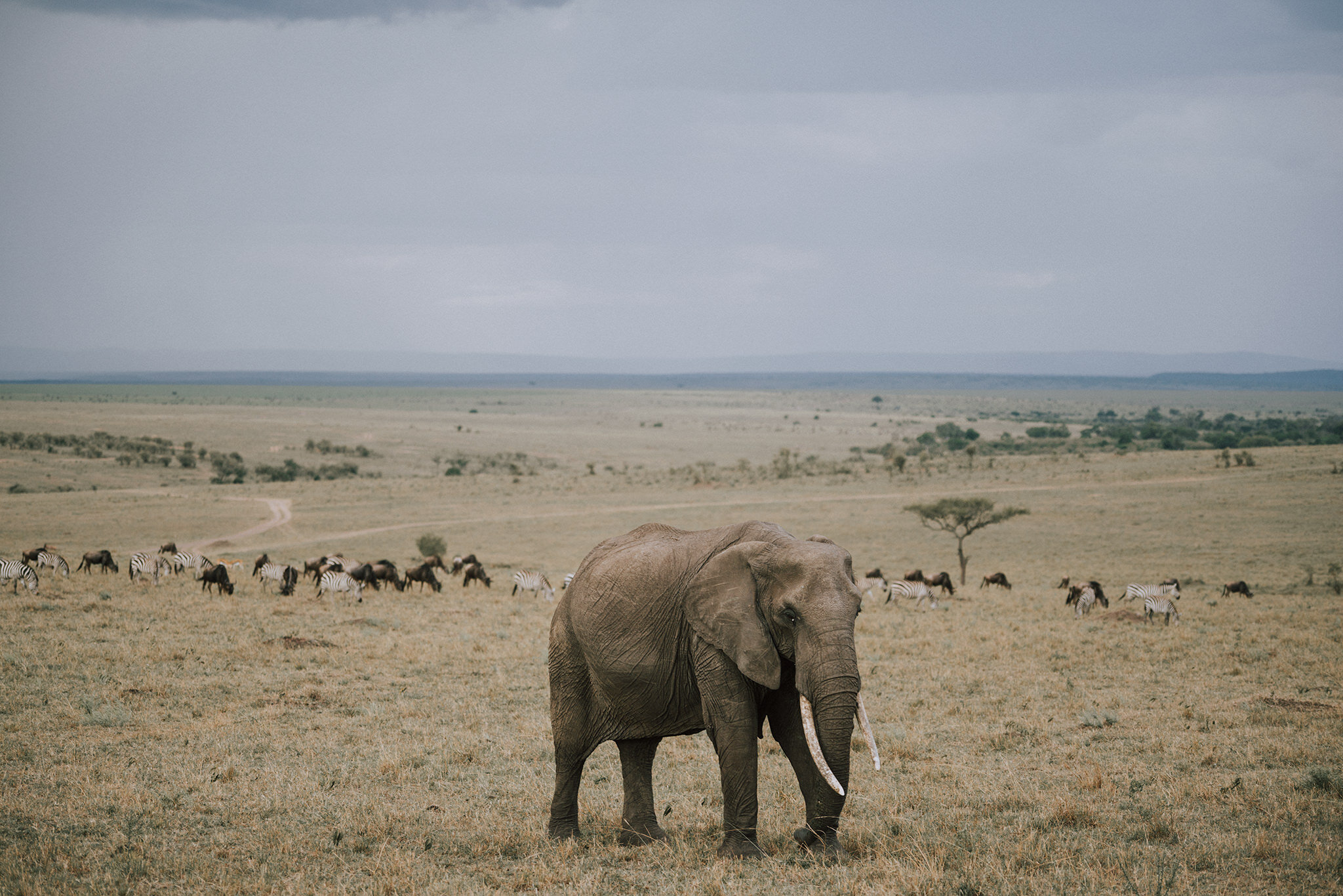1 Tu Nguyen Masai Mara Kenya 65.jpg