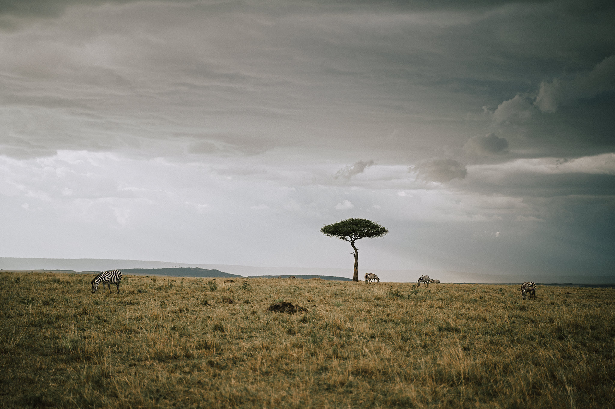 1 Tu Nguyen Masai Mara Kenya 66.jpg