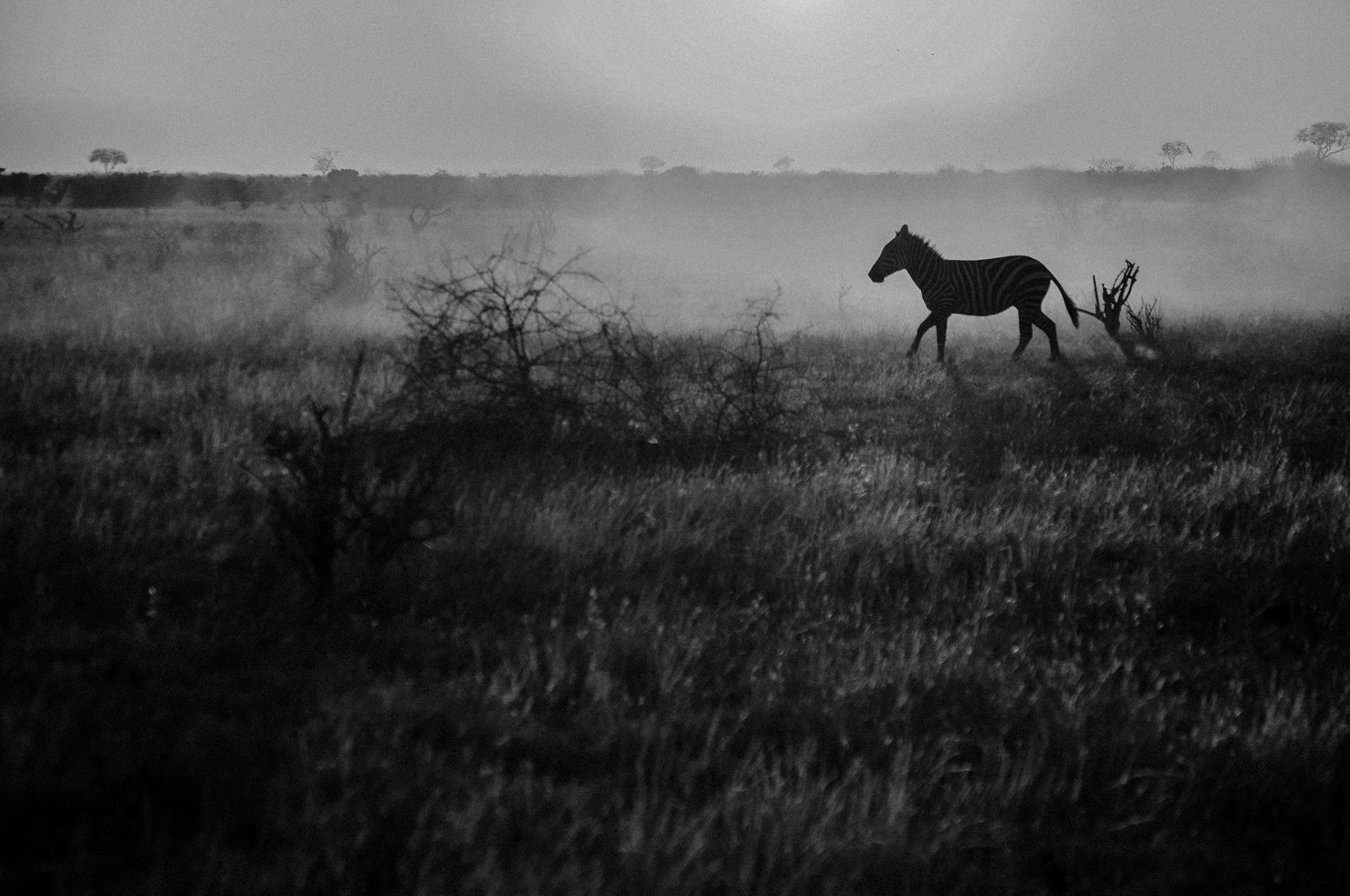 1 Tu Nguyen Masai Mara Kenya 76.jpg
