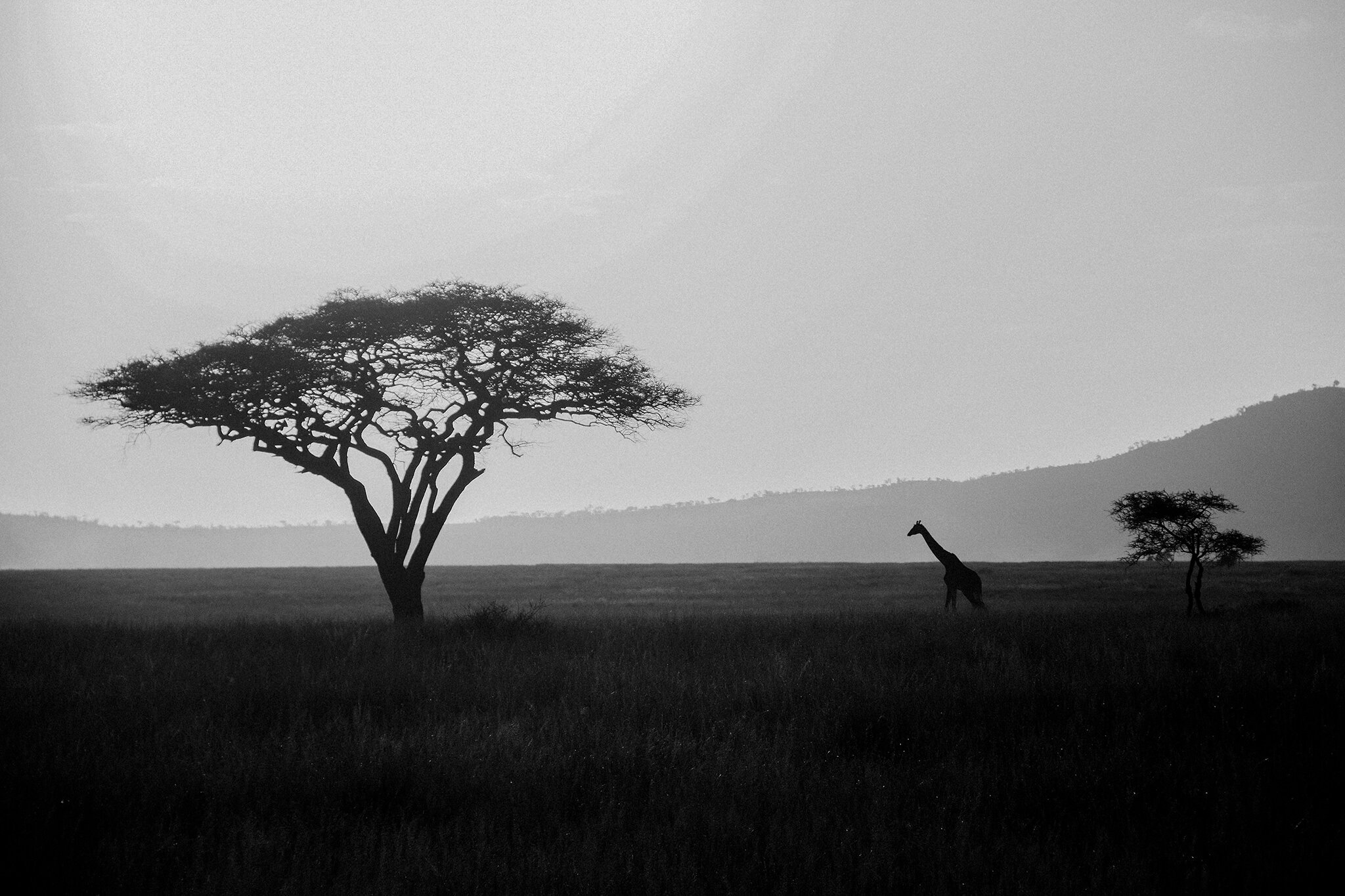 1 Tu Nguyen Masai Mara Kenya 77.jpg