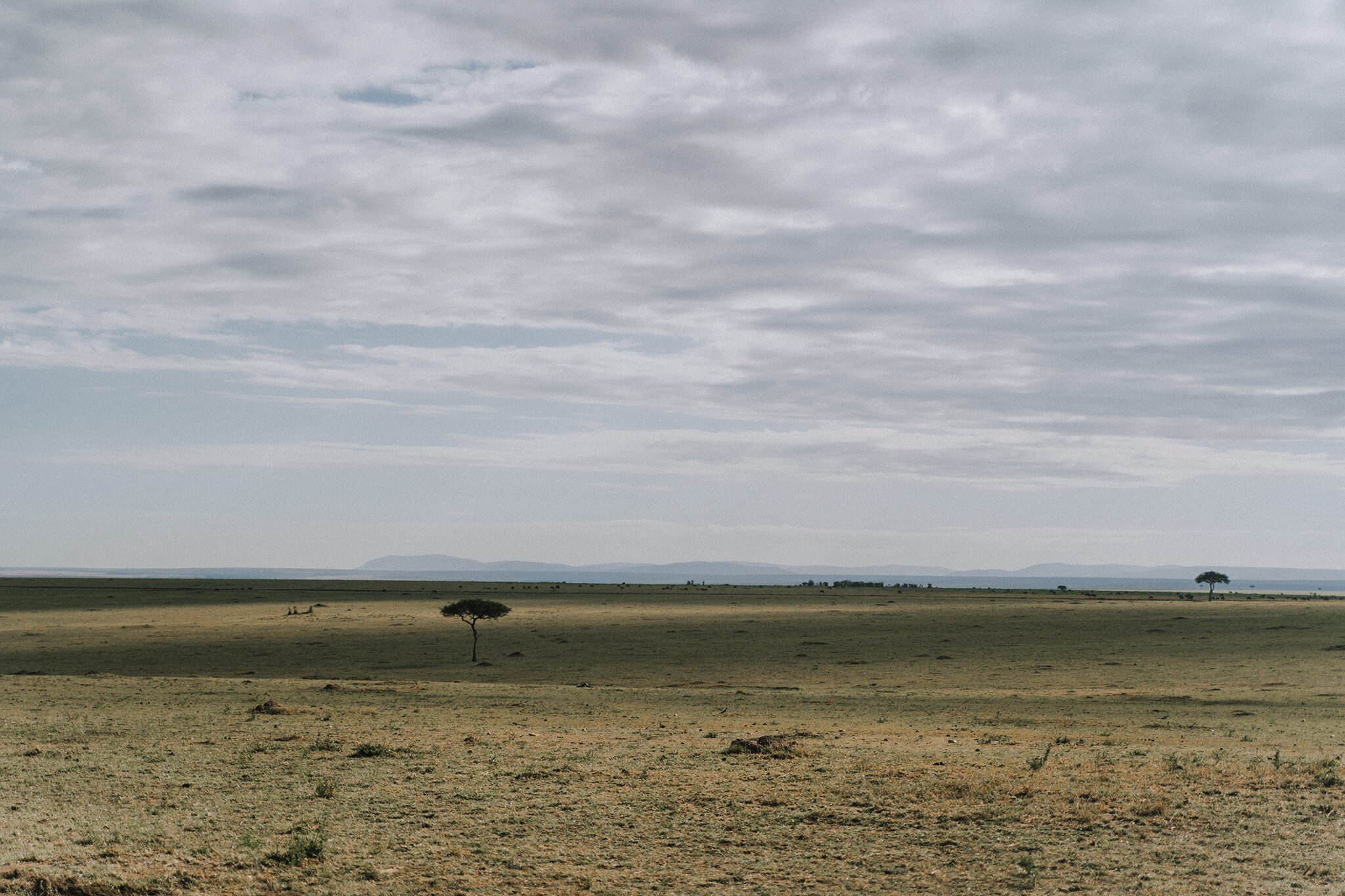 1 Tu Nguyen Masai Mara Kenya 108.jpg