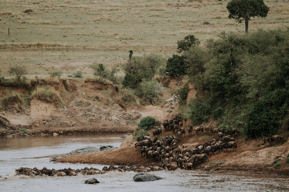1 Tu Nguyen Masai Mara Kenya 112.jpg