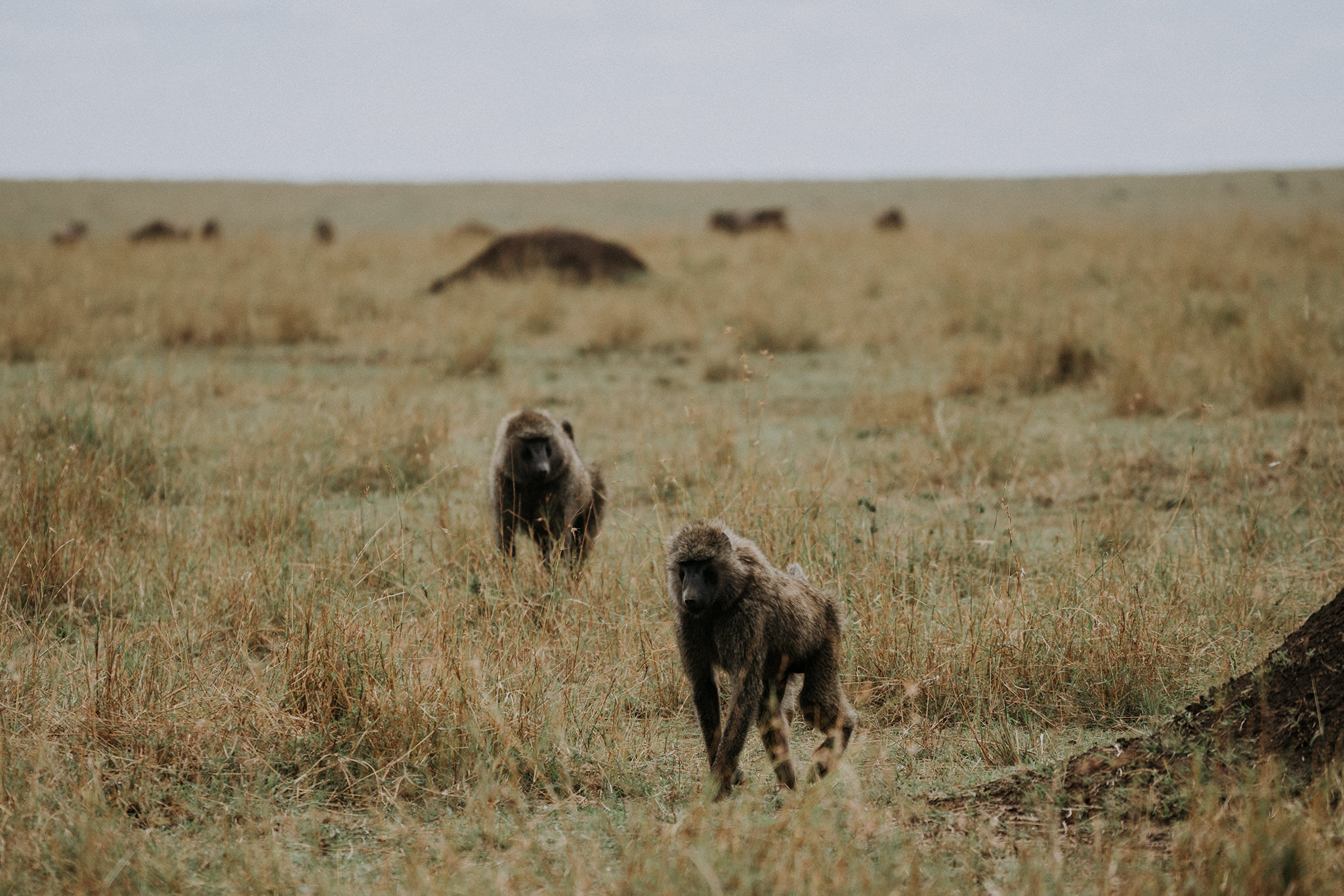 1 Tu Nguyen Masai Mara Kenya 116.jpg