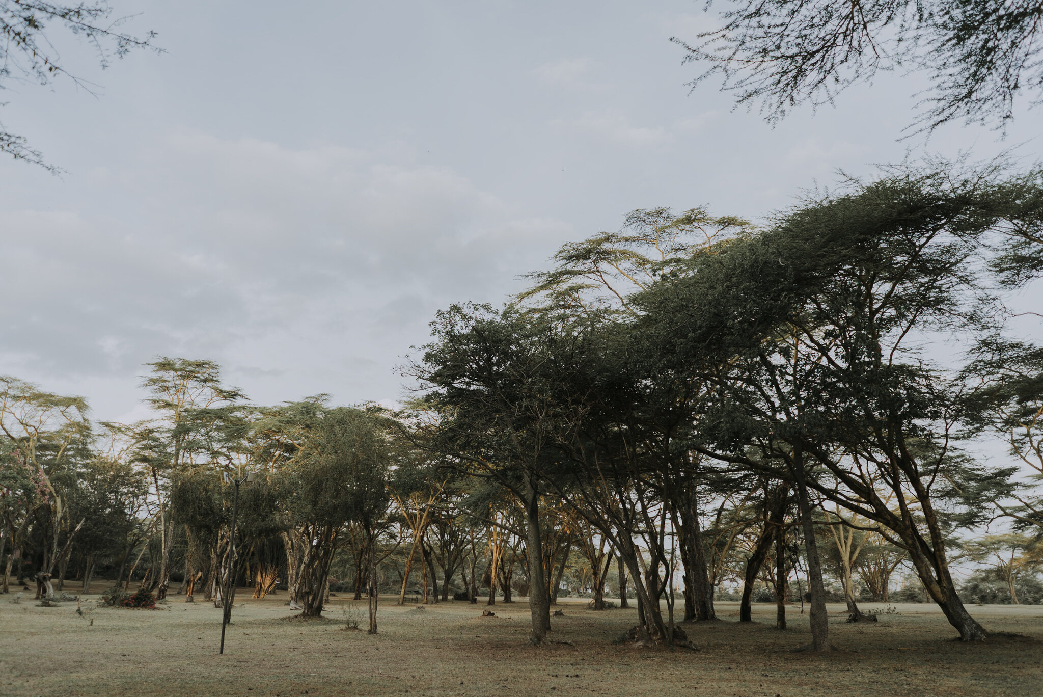 Tu-Nguyen-Destination-Wedding-Photographer-Kenya-Masai-Mara-Elopement-Doris-Sam-4.jpg