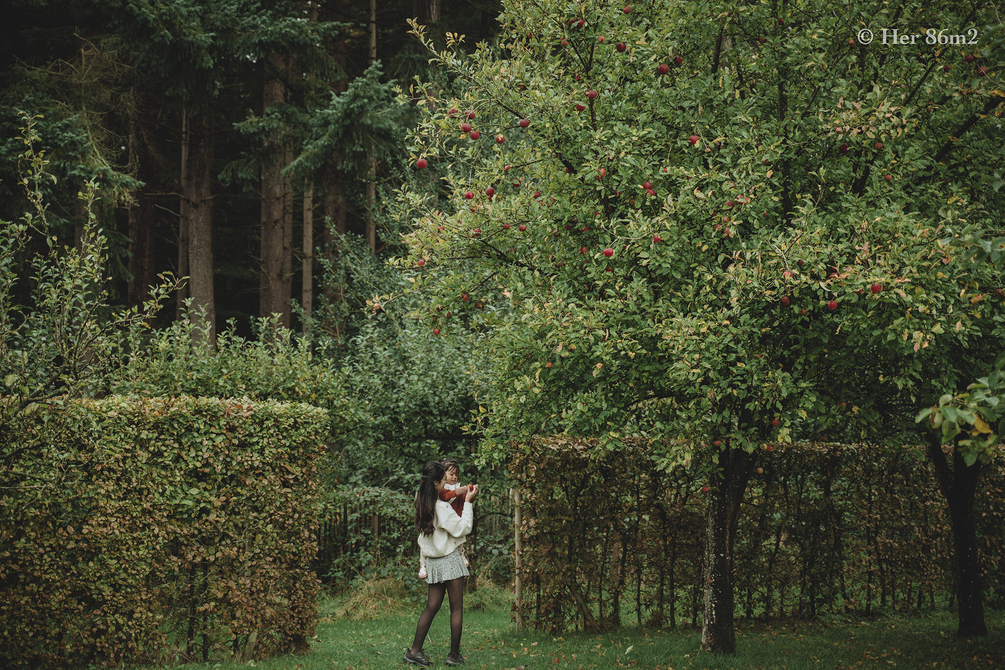  Cả một vườn ăn quả gần trăm cây táo, lê... và khách được tự tay hái thoải mái. 