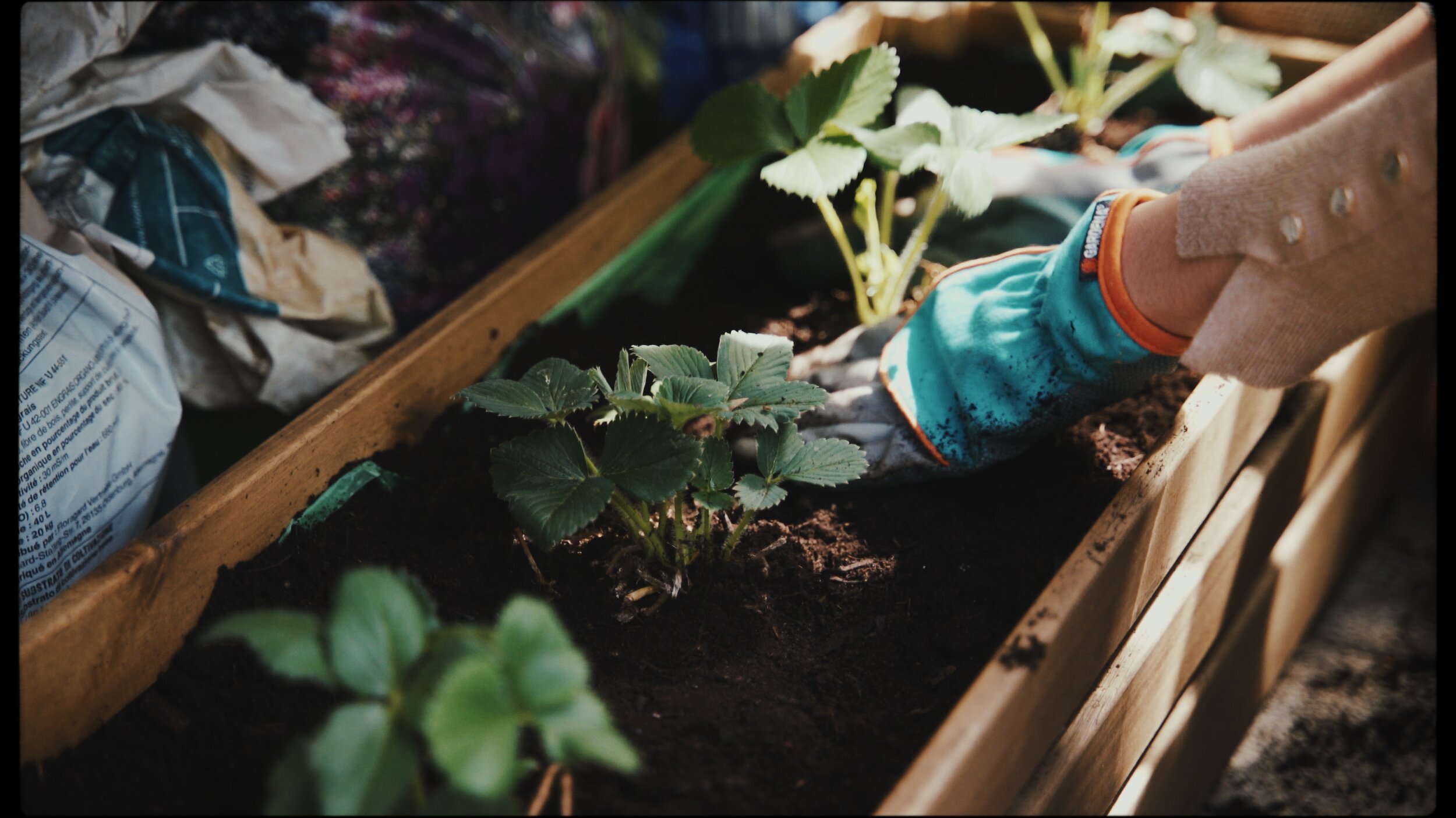 Vườn rau ban công là giải pháp sống xanh và tiết kiệm trên không gian nhỏ. Bạn có thể trồng những loại rau sạch và an toàn tại nhà của mình. Vườn rau ban công cũng mang đến một không gian xanh tươi, giúp bạn giảm stress và tạo cảm giác thư giãn khi ngắm nhìn những bông hoa và cây cối.