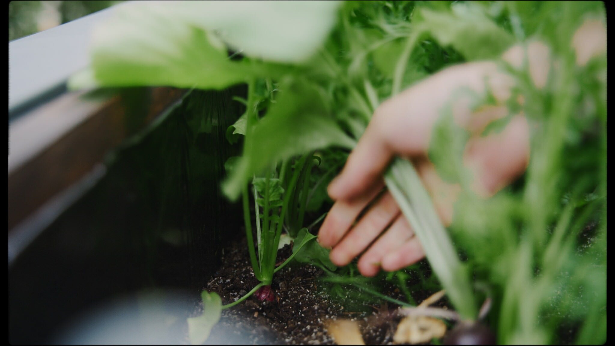 Essential Tips for Starting a balcony vegetable garden - Her 86m2 - 51.jpg