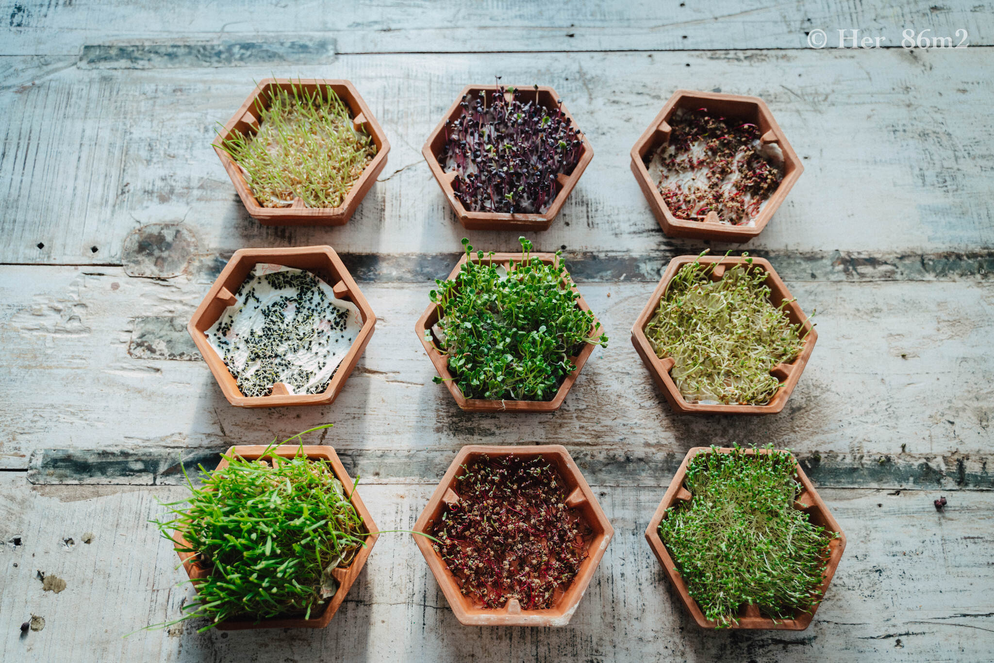 Grow Vegetables Indoors - Microgreens & Sprouts - From Seed to Harvest 18.JPG