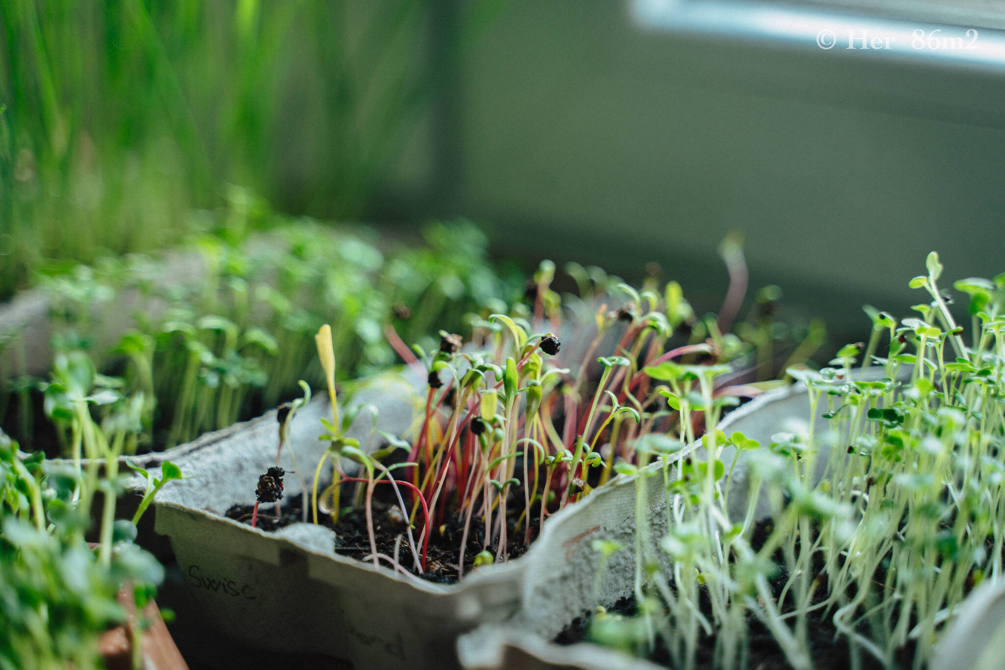 Grow Vegetables Indoors - Microgreens & Sprouts - From Seed to Harvest 43.JPG