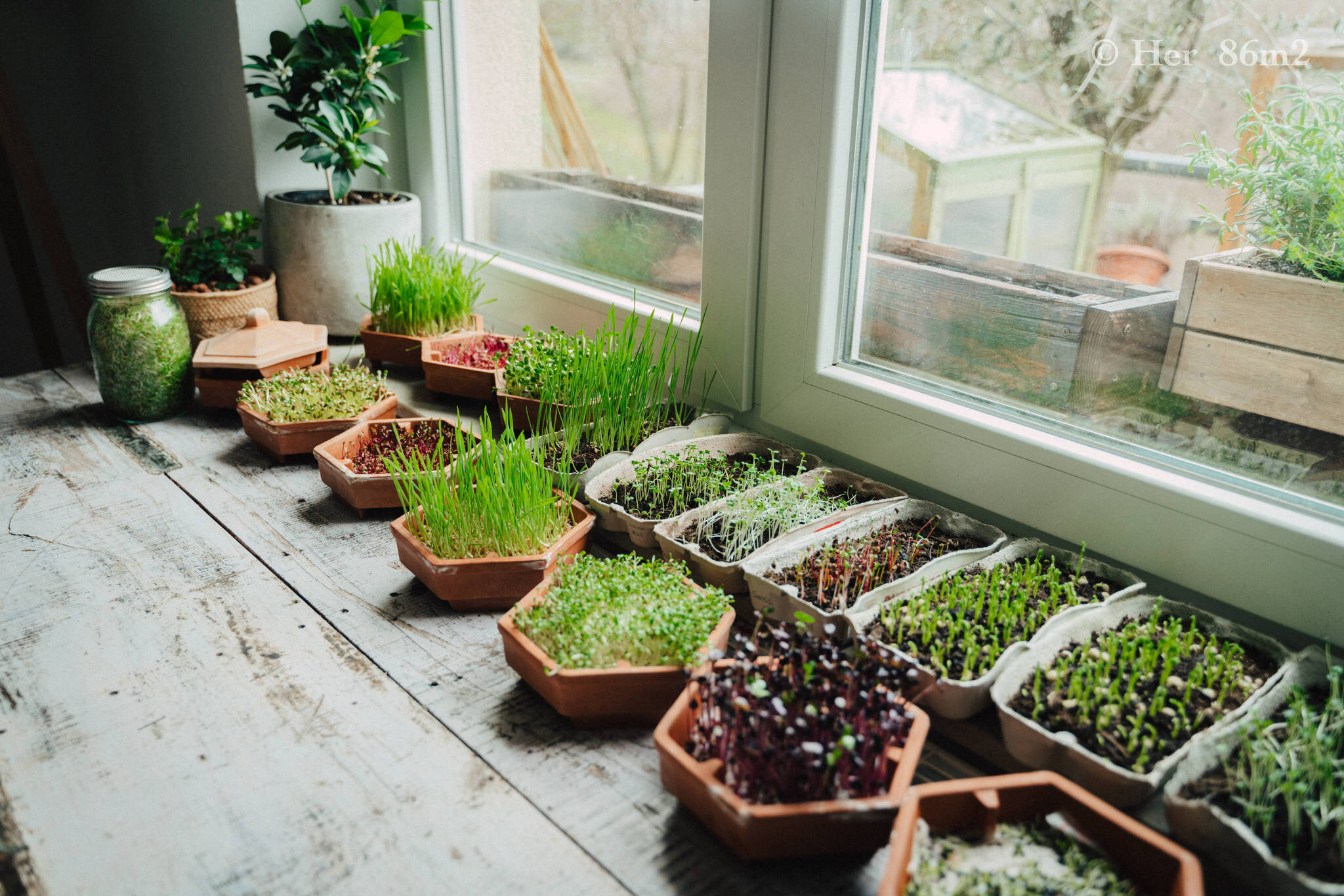 Grow Vegetables Indoors - Microgreens & Sprouts - From Seed to Harvest 22.JPG