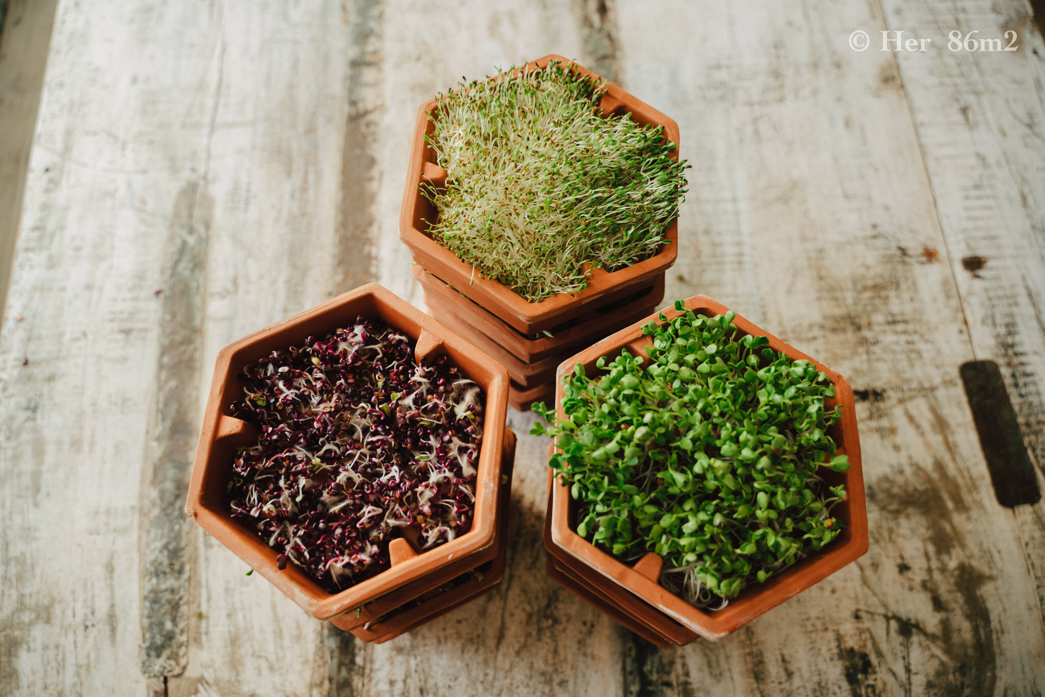 Grow Vegetables Indoors - Microgreens & Sprouts - From Seed to Harvest 4.JPG