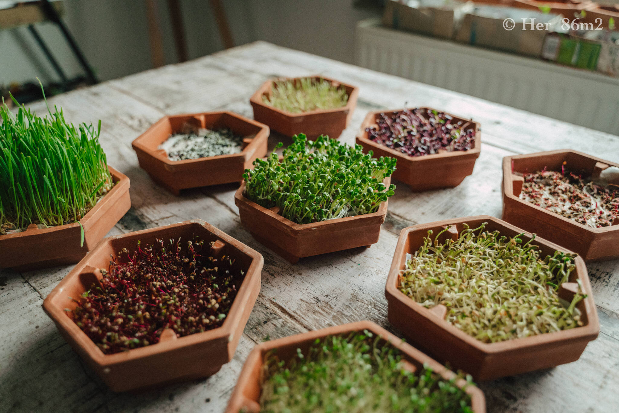 Grow Vegetables Indoors - Microgreens & Sprouts - From Seed to Harvest 16.JPG