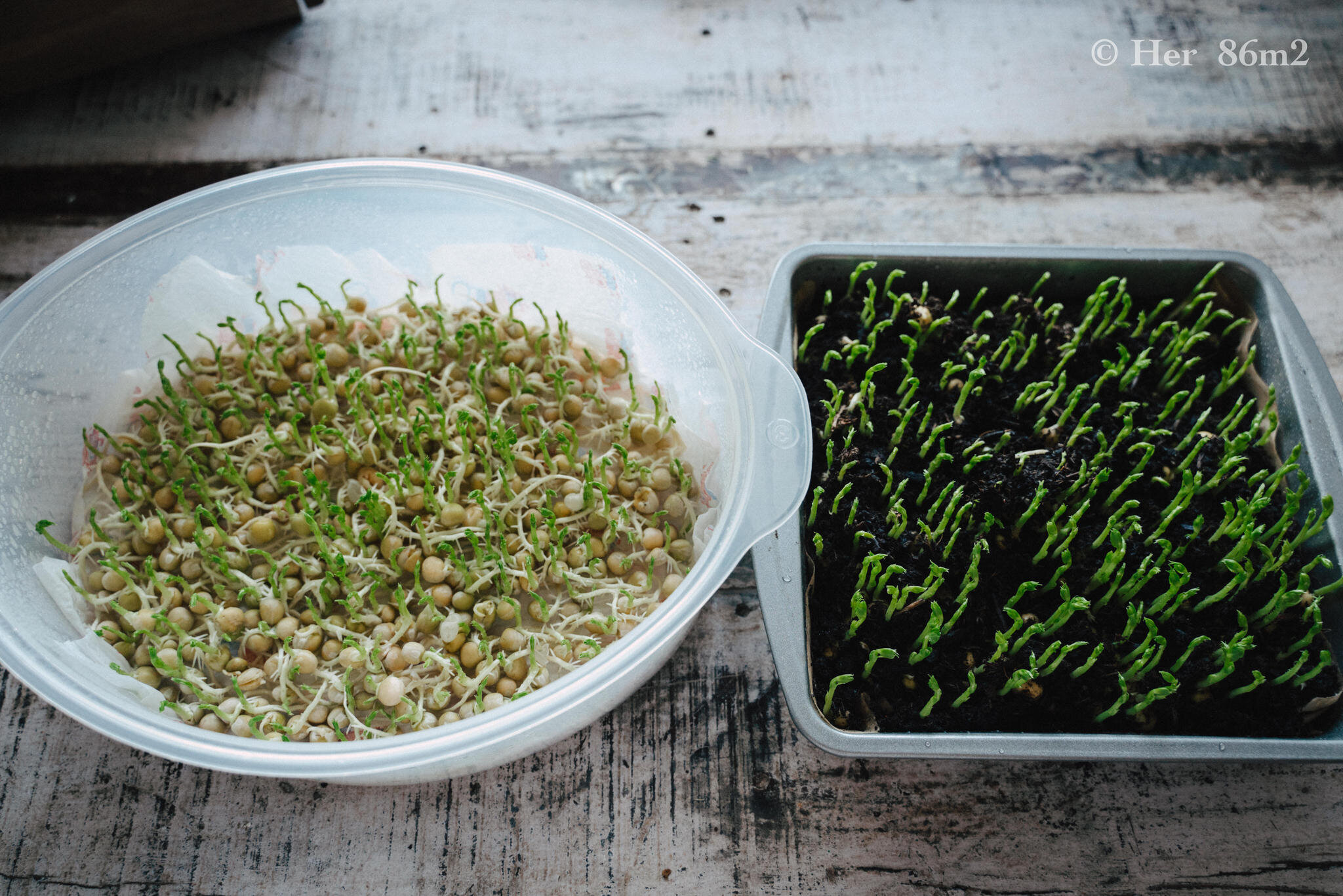 Grow Vegetables Indoors - Microgreens & Sprouts - From Seed to Harvest 53.JPG