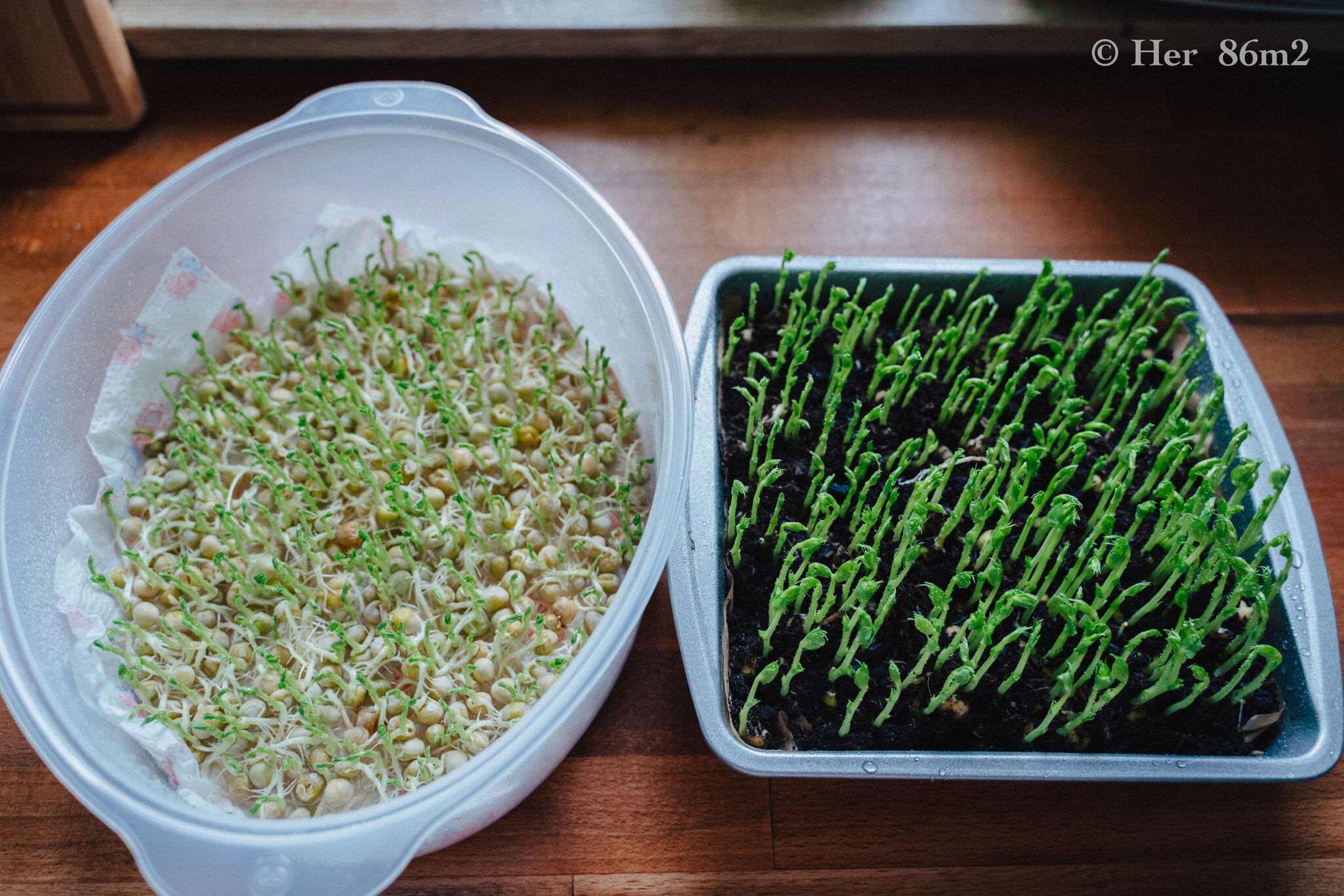 Grow Vegetables Indoors - Microgreens & Sprouts - From Seed to Harvest 55.JPG