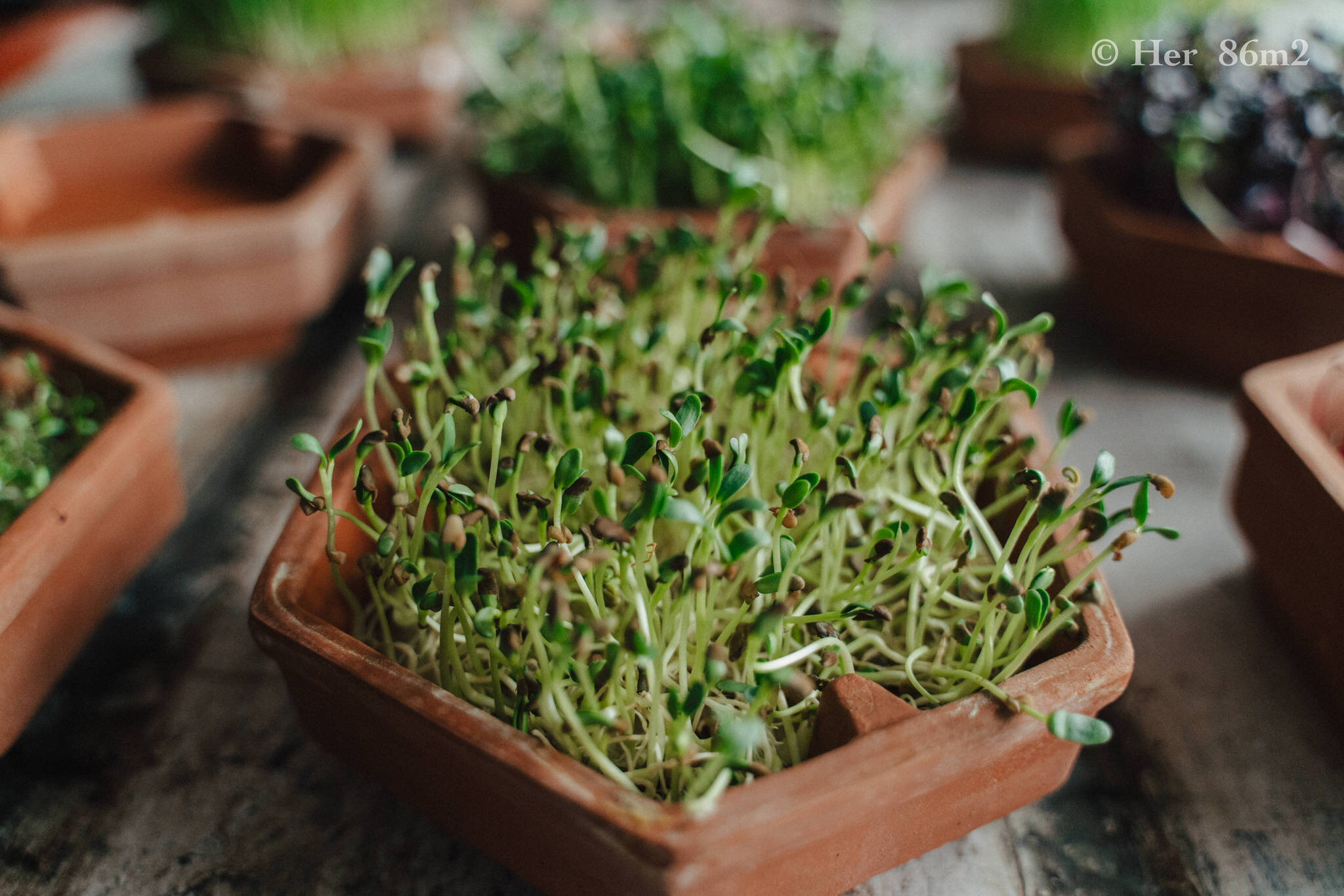 Grow Vegetables Indoors - Microgreens & Sprouts - From Seed to Harvest 29.JPG