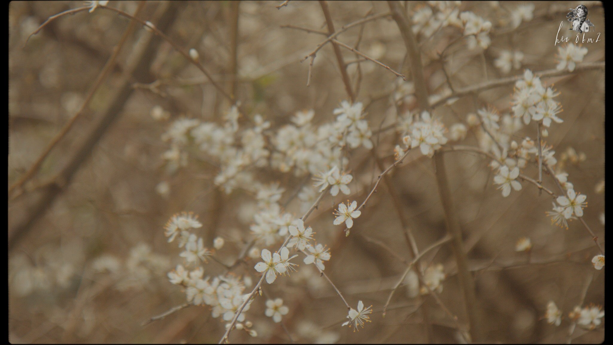 Spring's Arrival - Ten Thousands Doors of April 39.jpg