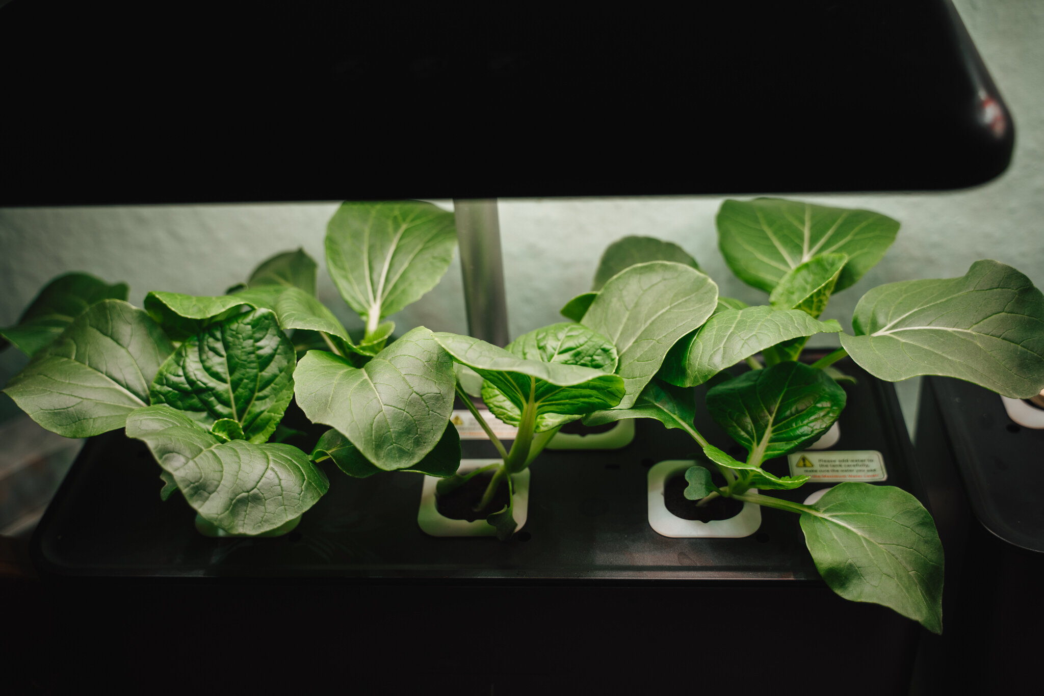 Growing Vegetables Indoors Without Soil nor Sun - Hydroponic Systems 44.JPG