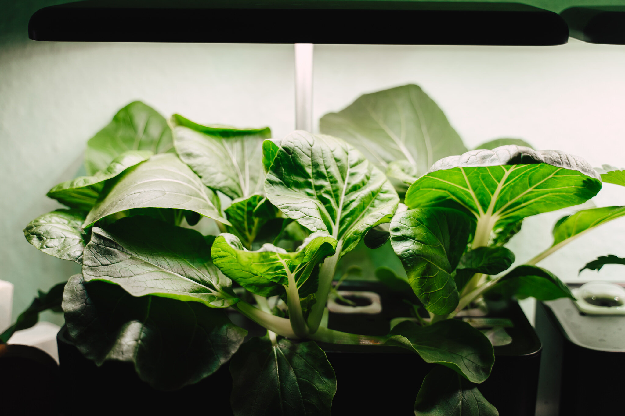 Growing Vegetables Indoors Without Soil nor Sun - Hydroponic Systems 64.JPG