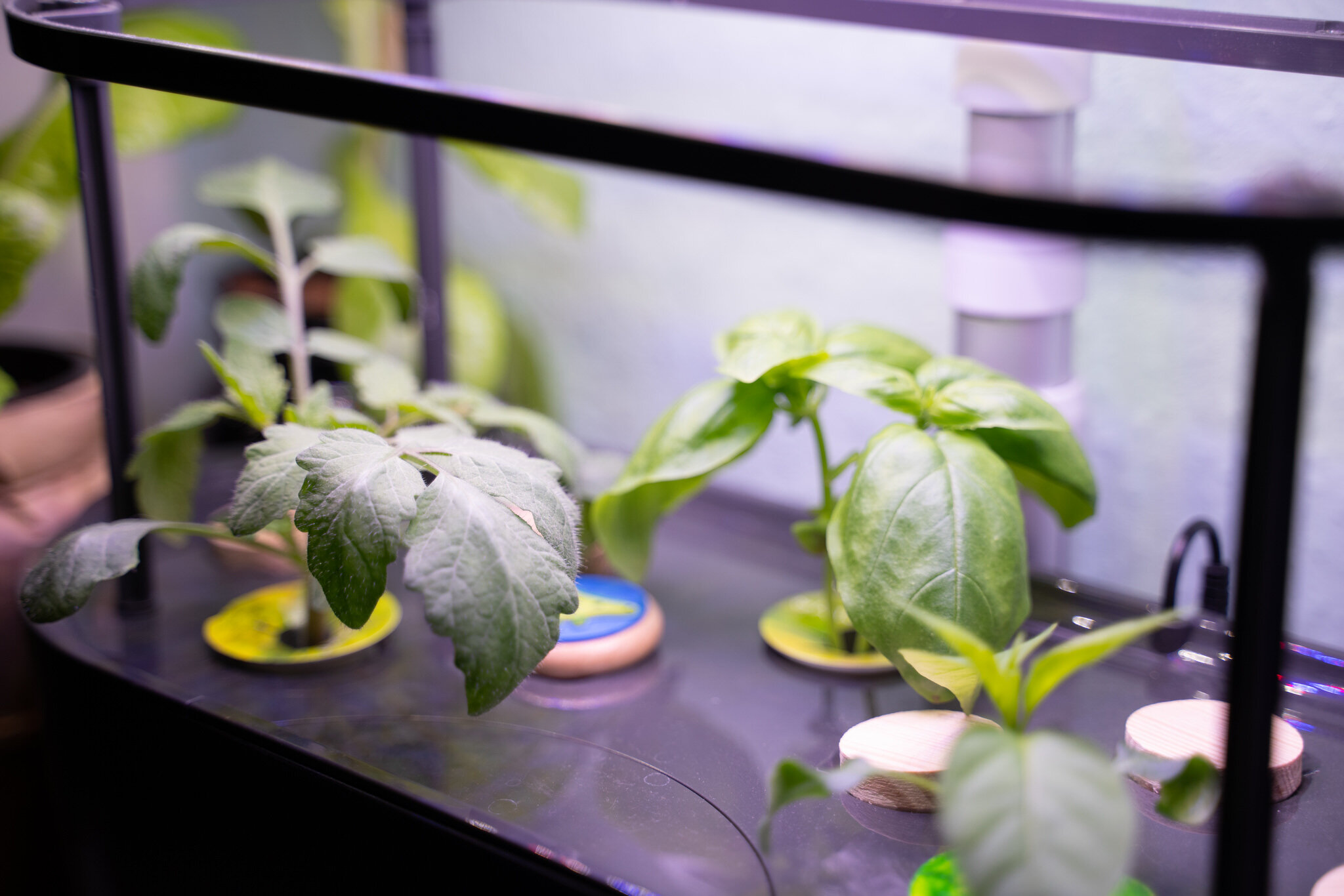 Growing Vegetables Indoors Without Soil nor Sun - Hydroponic Systems 112.JPG