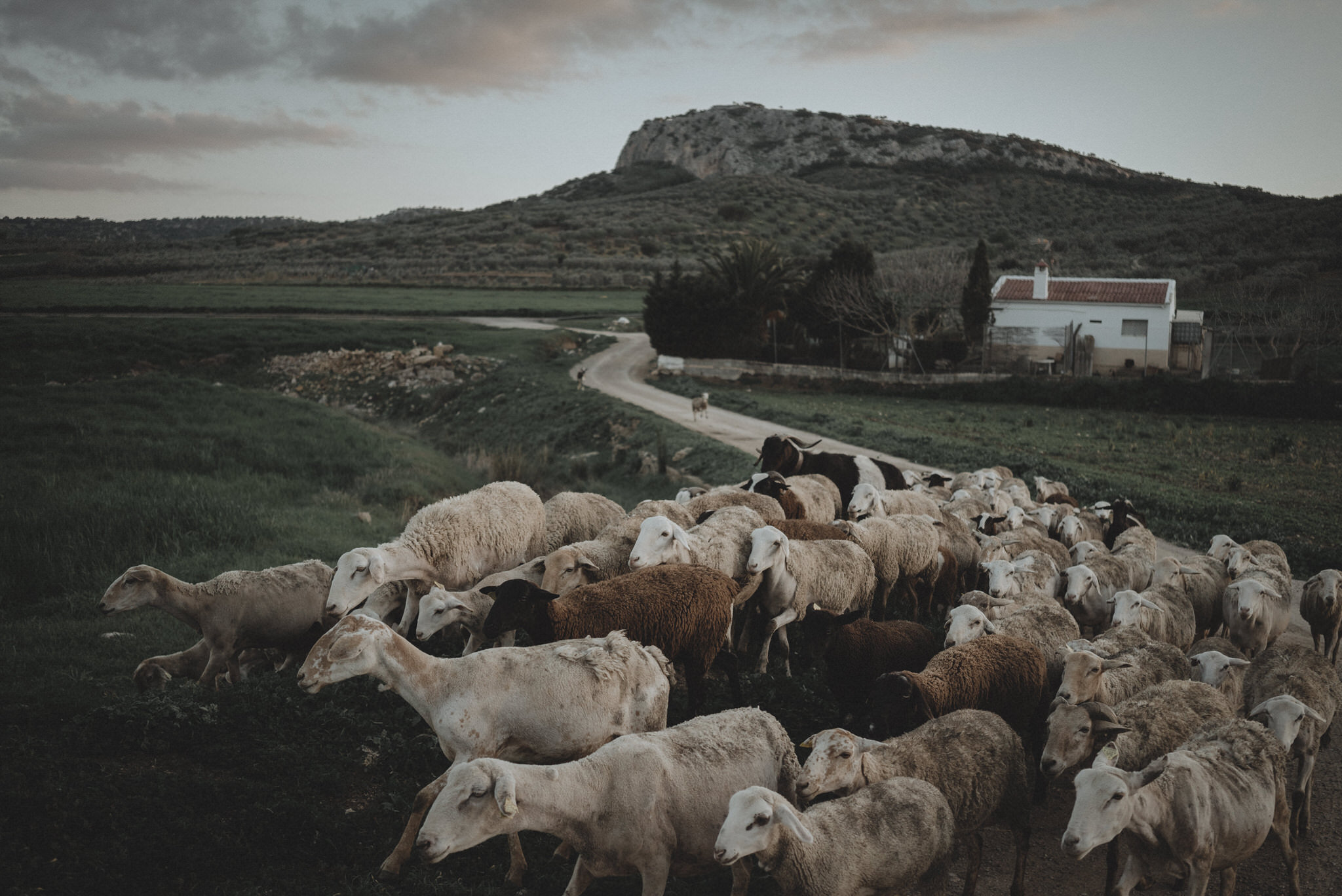 Sheeps in Andalusia