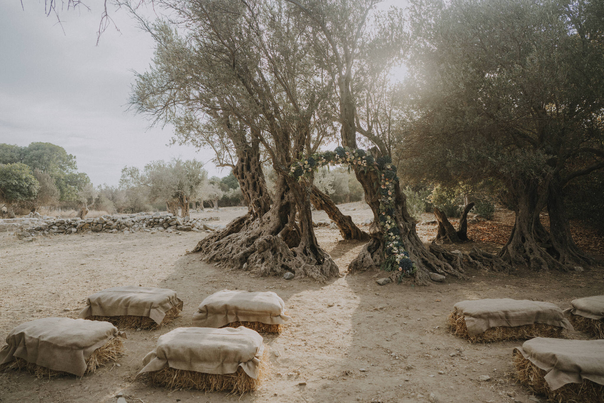 5000 Years Old Olive Tree in Naxos