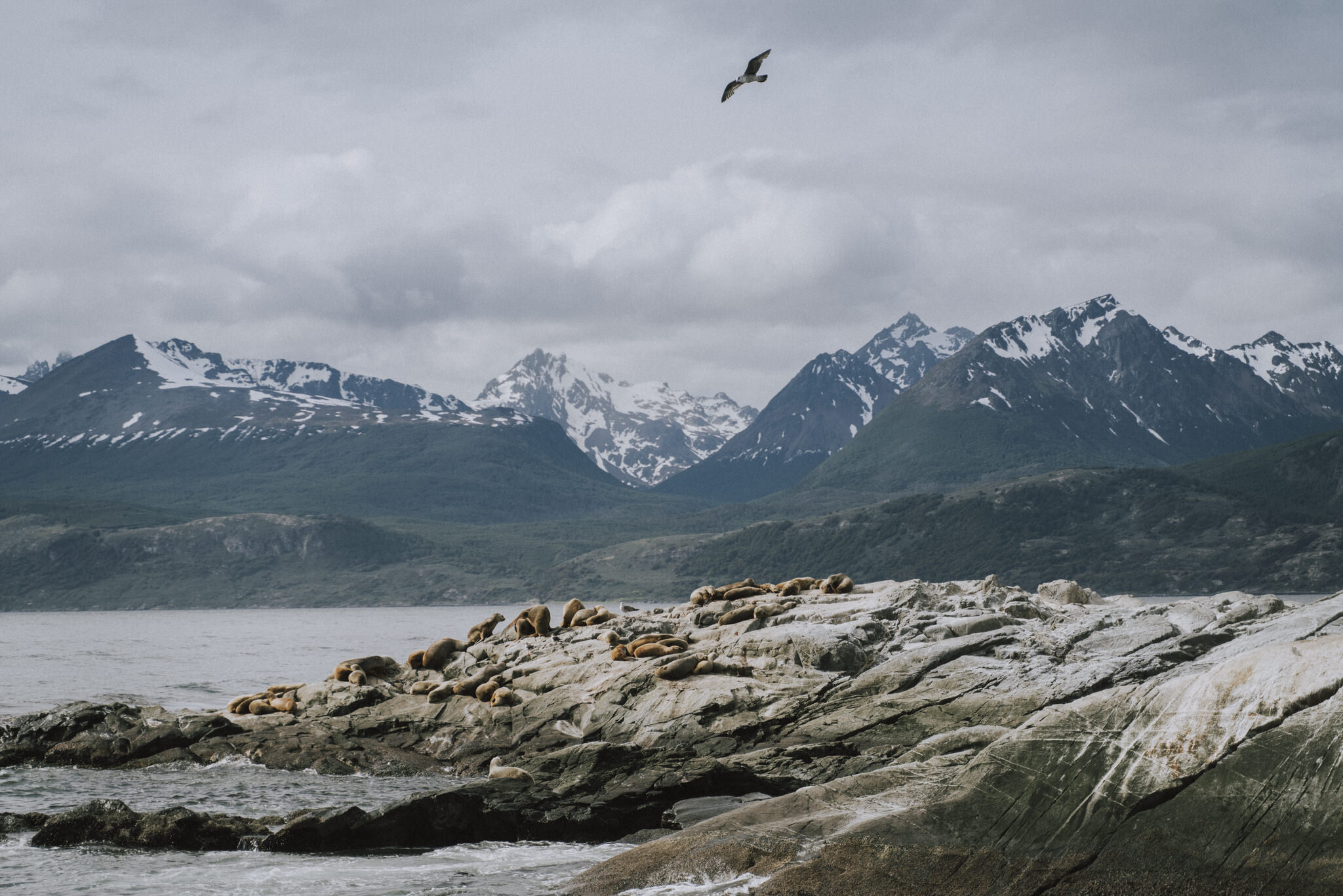 Sea Lion Island, Ushuaia