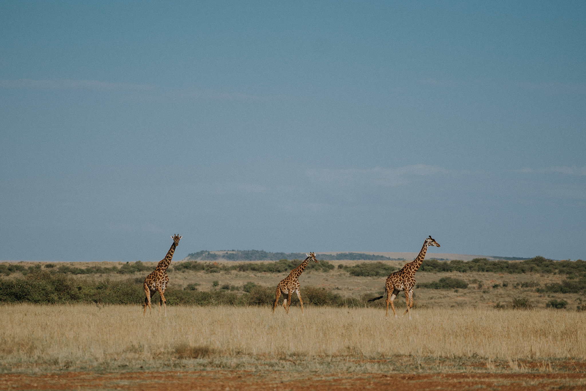 Three Giraffes in Masai Mara
