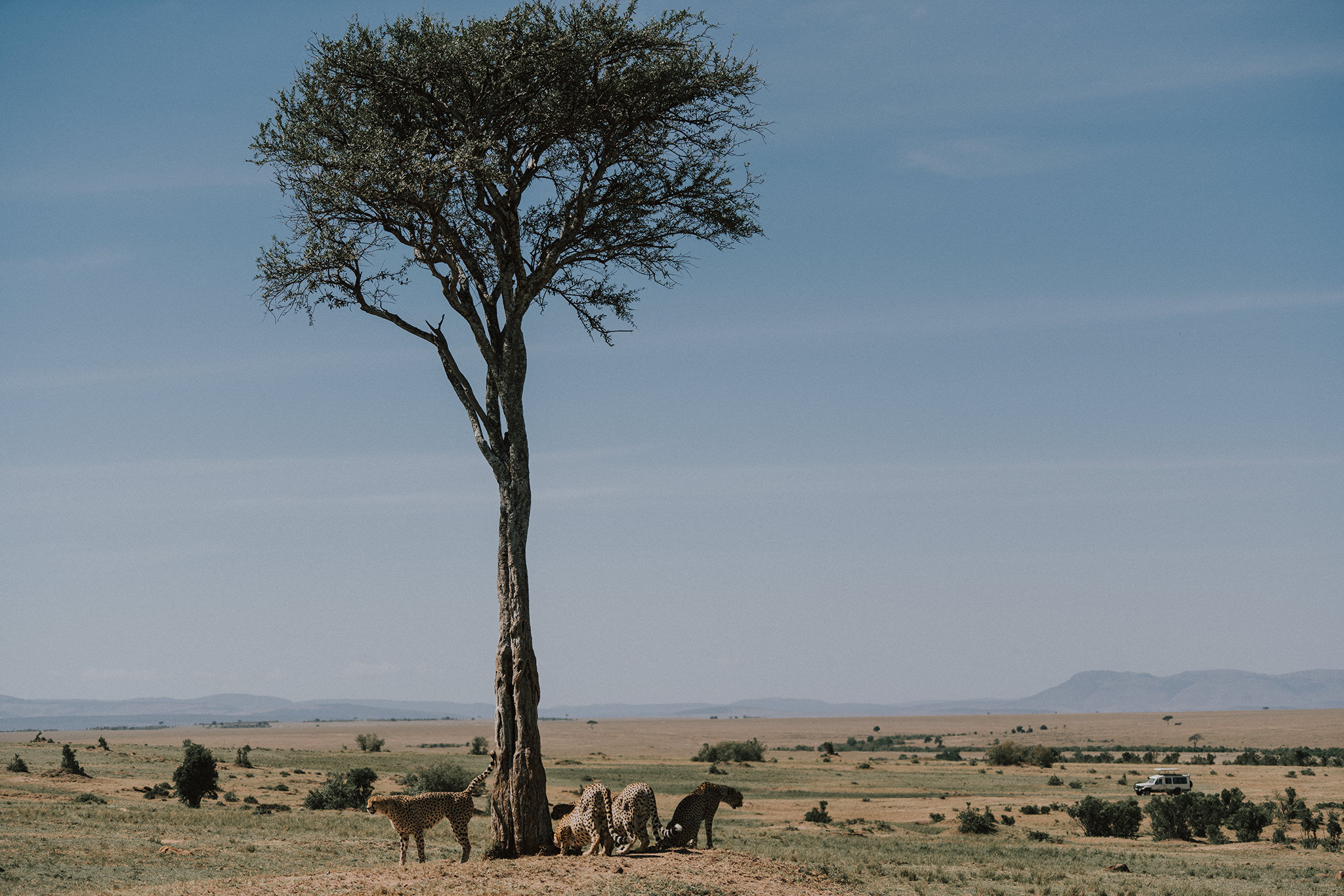 Leopard in Masai Mara