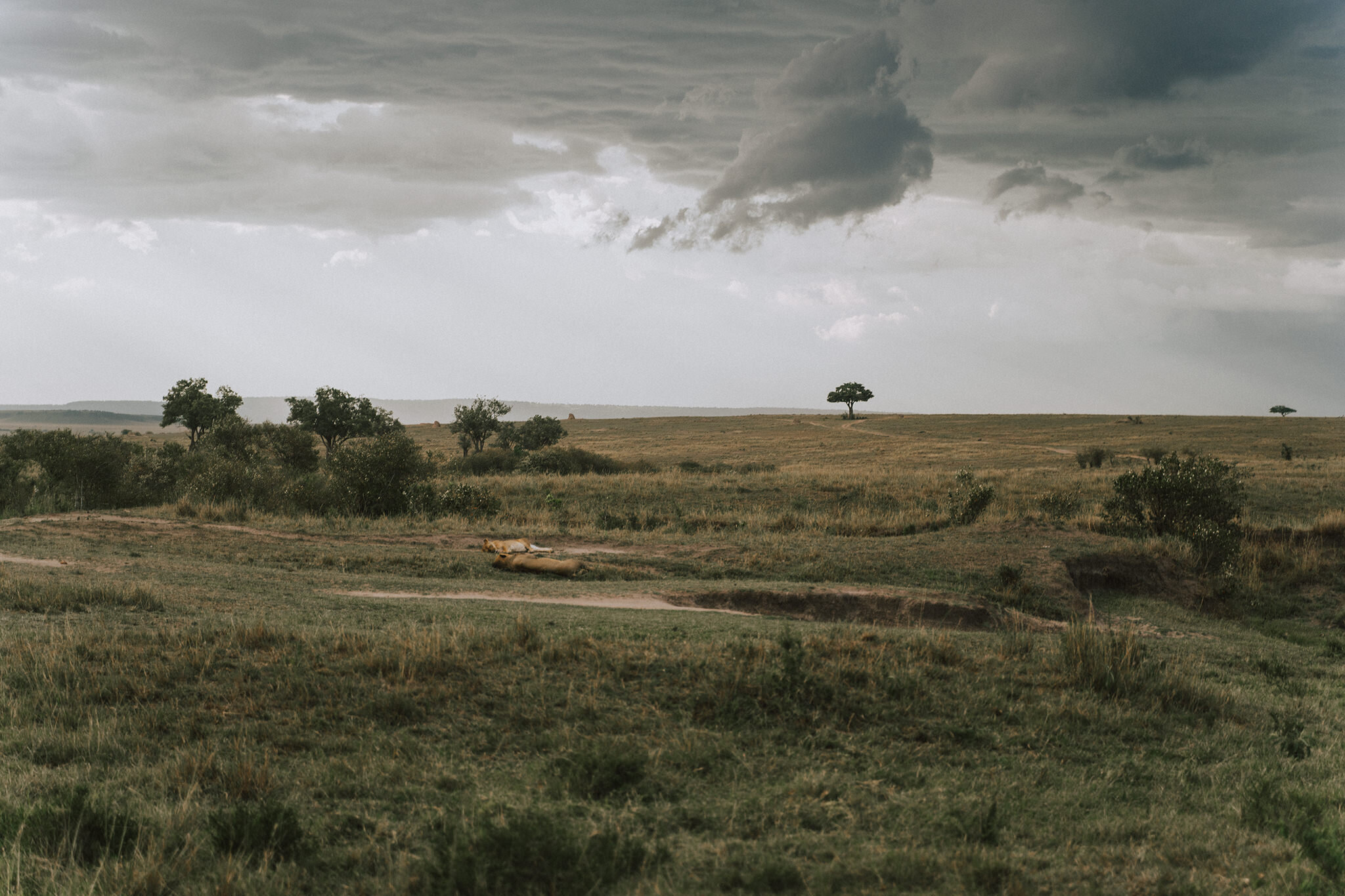 Two Lions in the Masai Mara Savannah