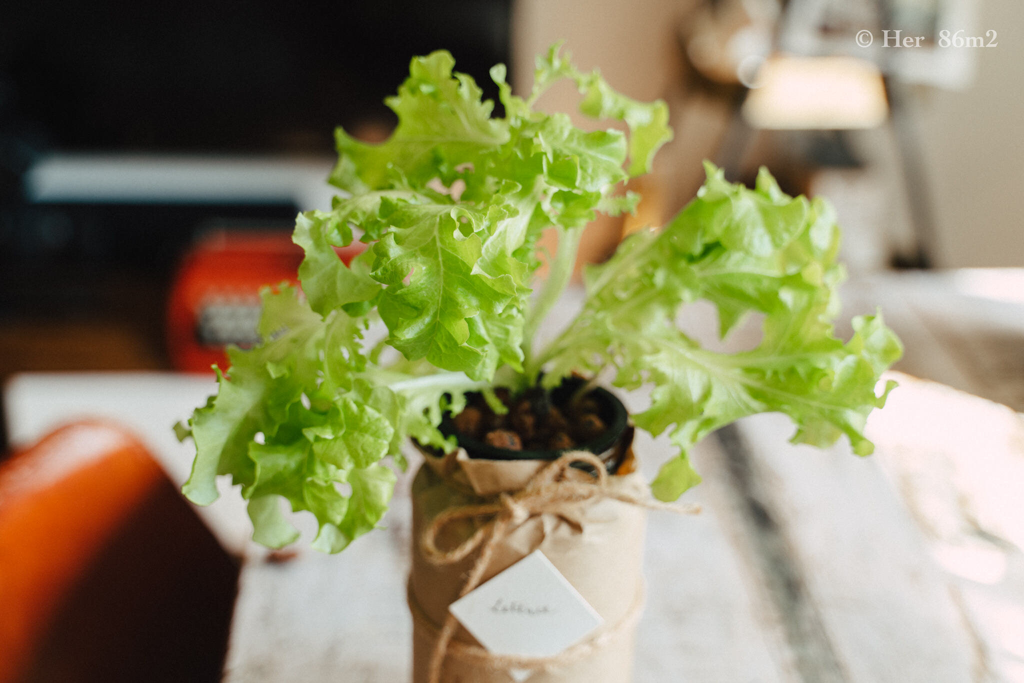 Indoor Gardening - Grow Vegetables in Glass Jars - Her 86m2 20.JPG