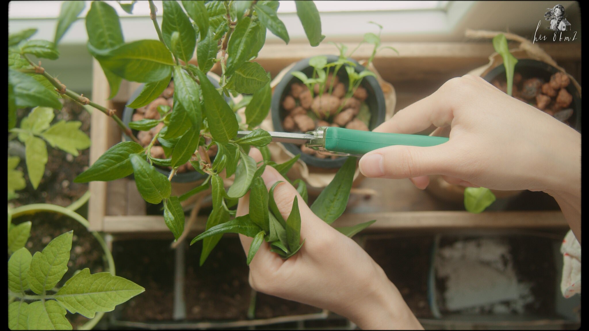 Indoors Gardening - Grow Vegetables in Glass Jars - Her 86m2 5.jpg