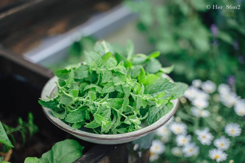 Homegrown Herbal Tea Recipes for Better Sleep2.JPG