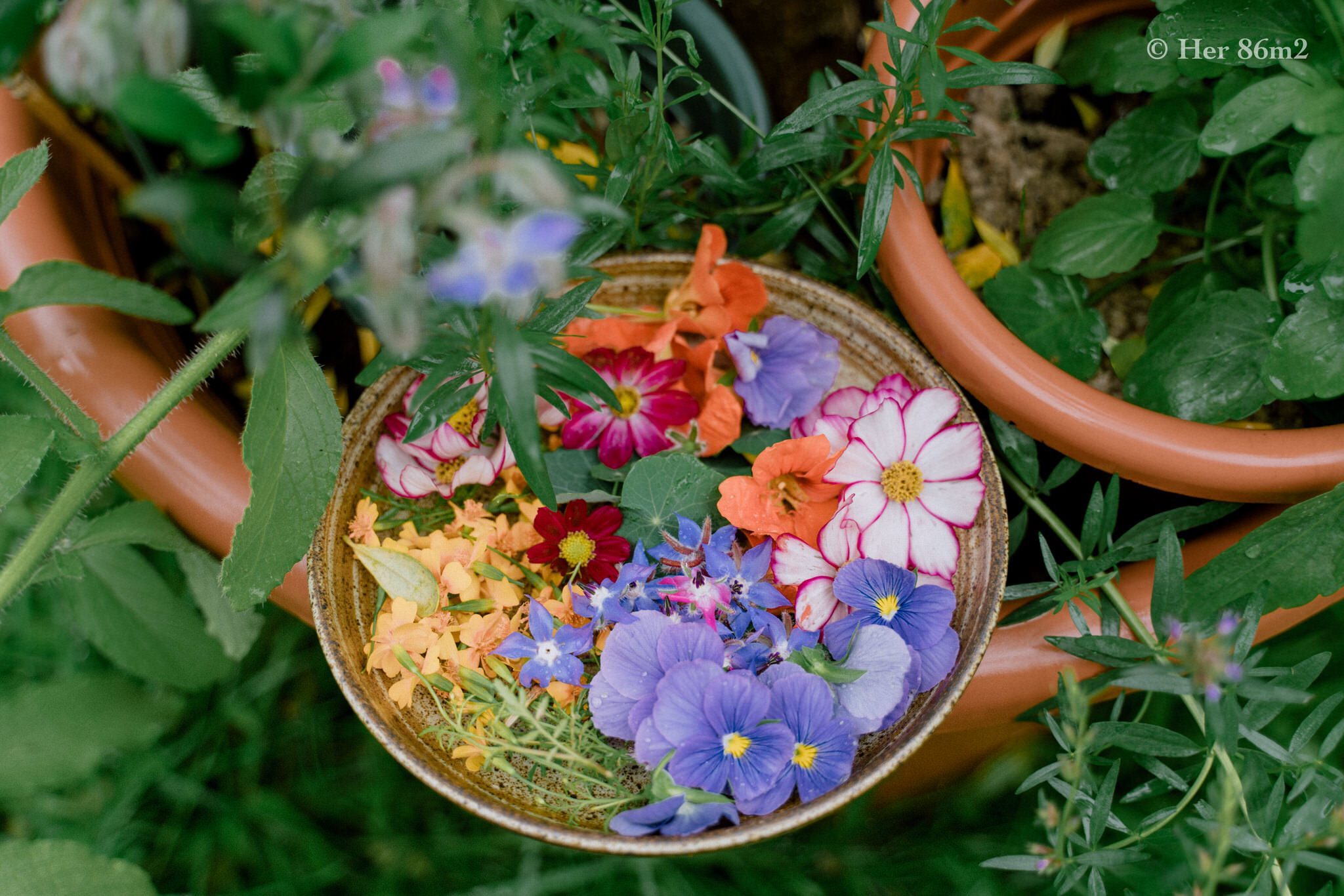 Her 86m2 - Daily Lives in September - Edible Flower Cookies 8.jpg