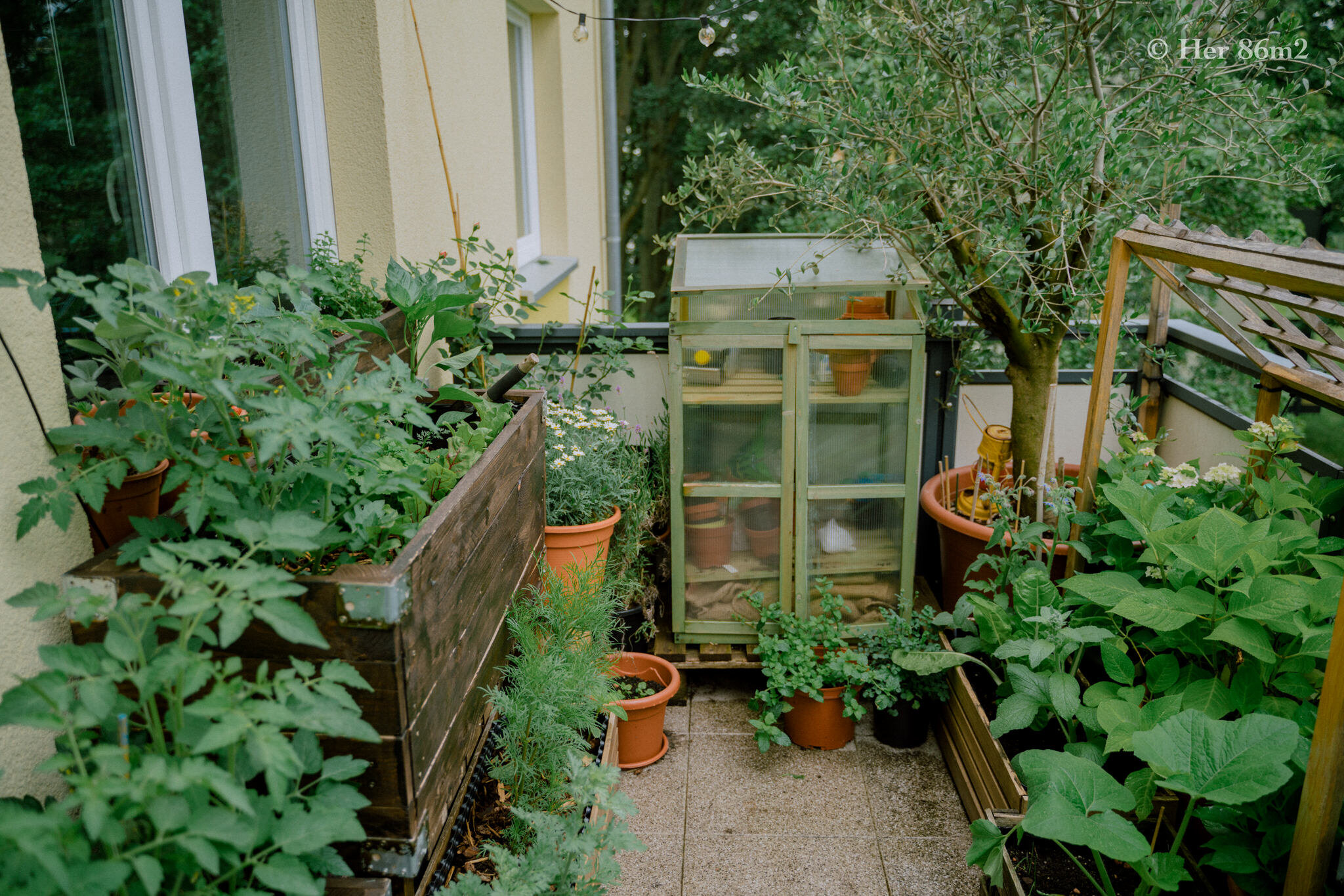 Her 86m2 - My 8m² Balcony Vegetable Garden | A Wonderful 200 Day Journey 135.jpg
