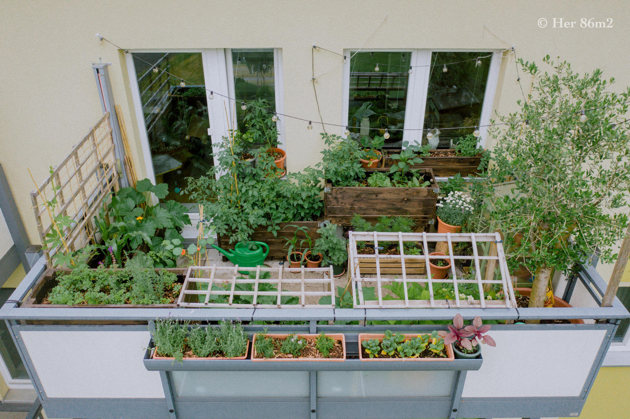 Her 86m2 - My 8m² Balcony Vegetable Garden | A Wonderful 200 Day Journey 151a.jpg