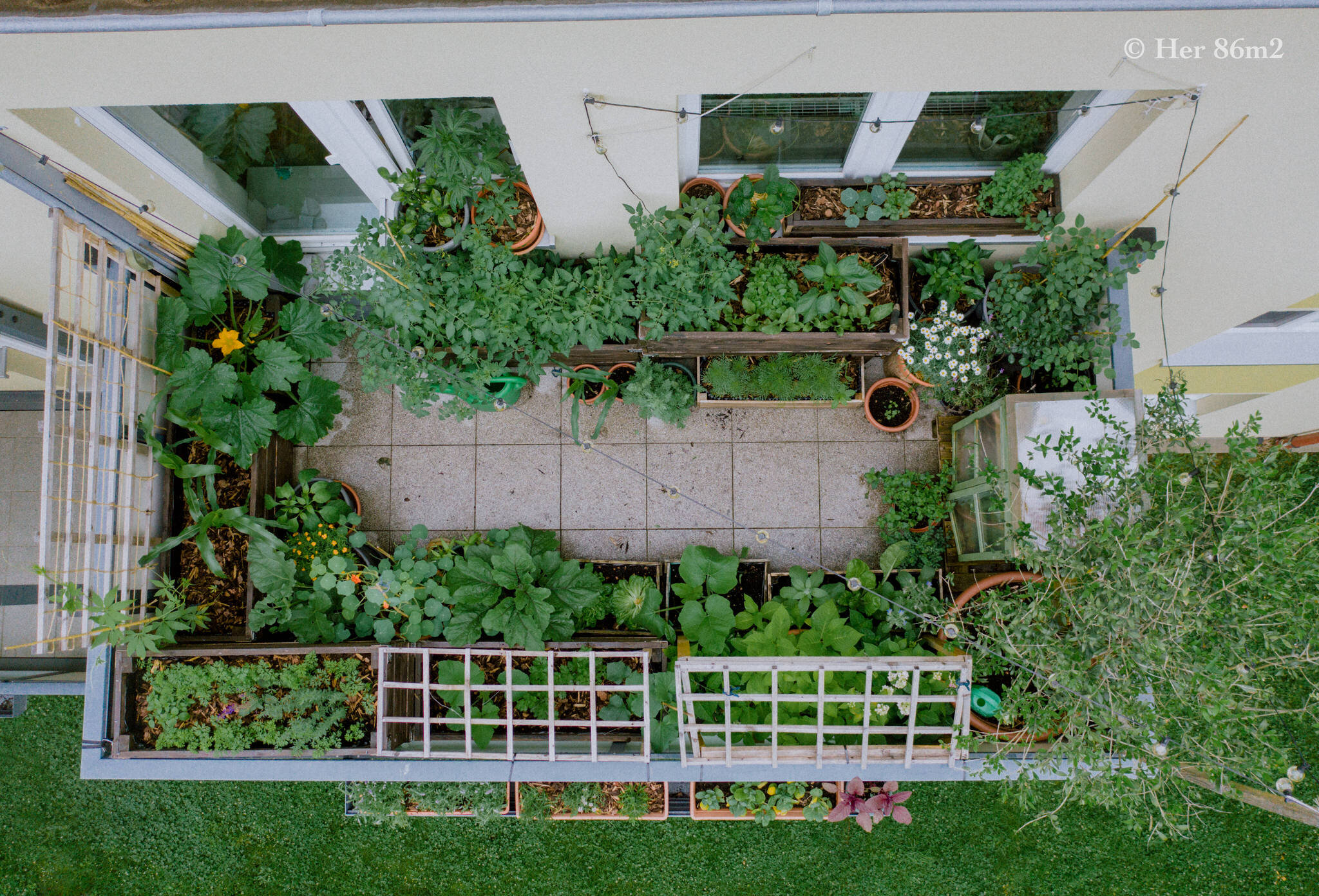 Her 86m2 - My 8m² Balcony Vegetable Garden | A Wonderful 200 Day Journey 151b.jpg