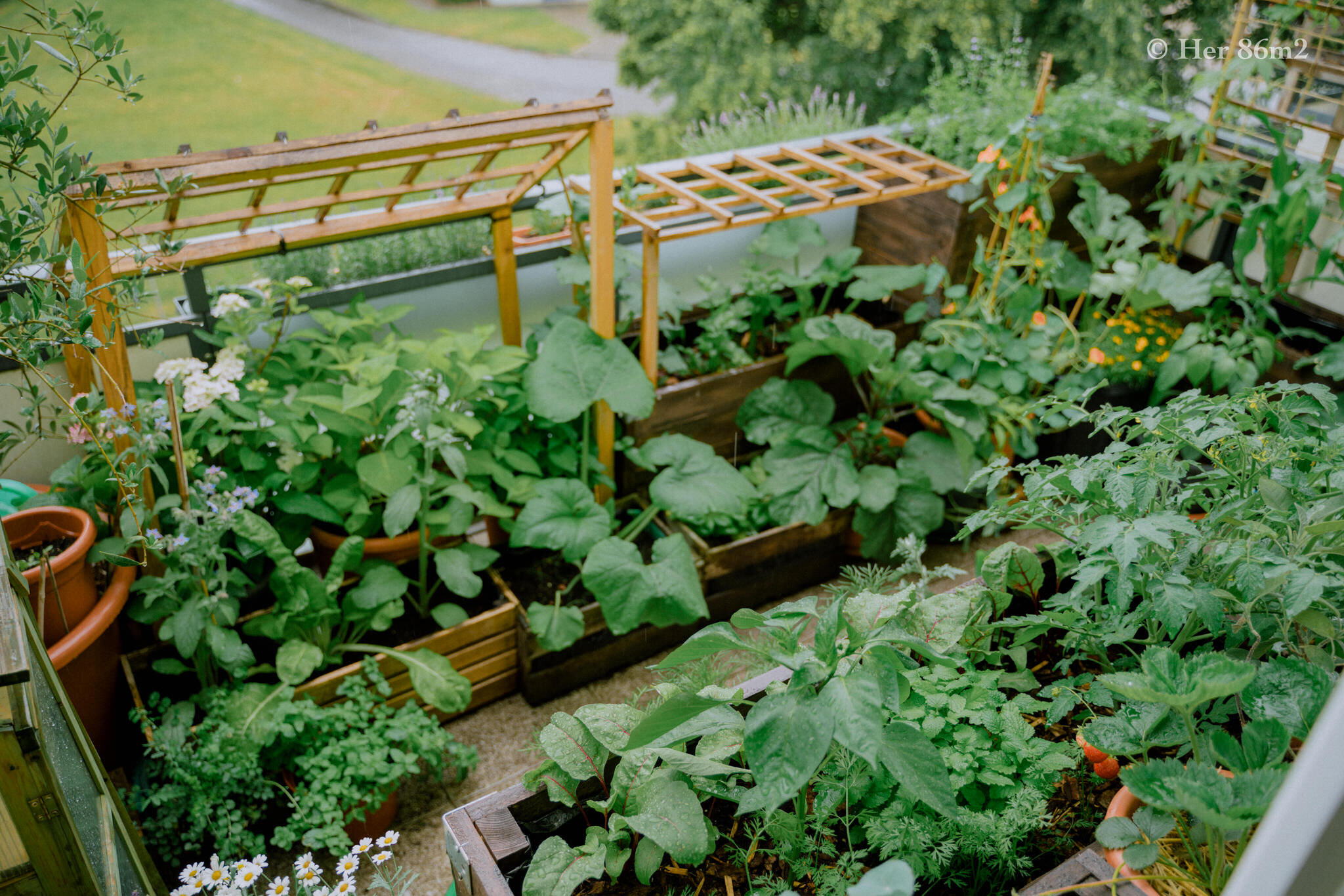 Her 86m2 - My 8m² Balcony Vegetable Garden | A Wonderful 200 Day Journey 165.jpg