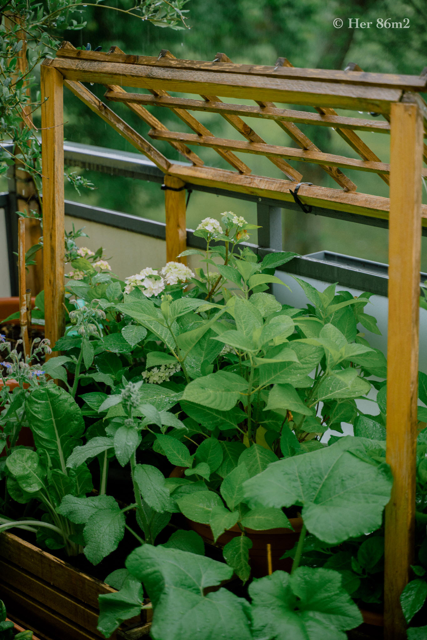 Her 86m2 - My 8m² Balcony Vegetable Garden | A Wonderful 200 Day Journey 155.jpg
