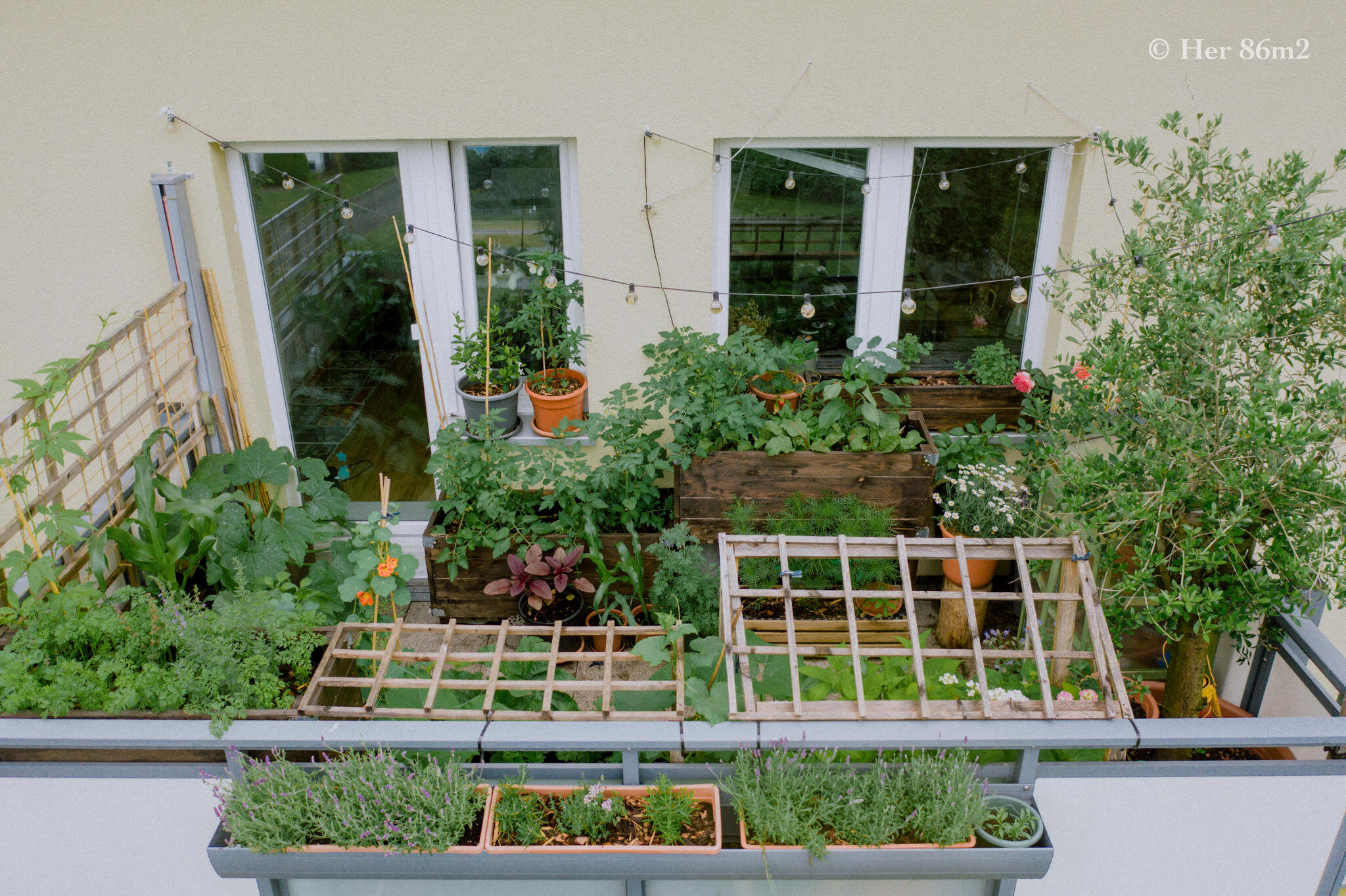Her 86m2 - My 8m² Balcony Vegetable Garden | A Wonderful 200 Day Journey 172c.jpg