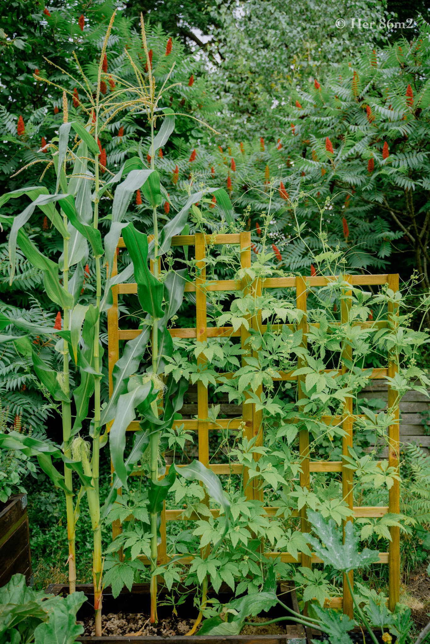 Her 86m2 - My 8m² Balcony Vegetable Garden | A Wonderful 200 Day Journey 191.jpg