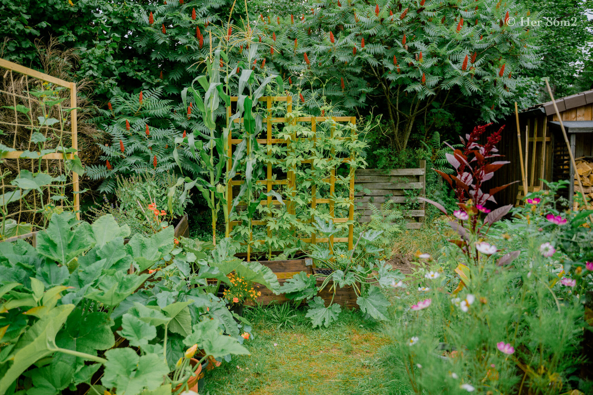 Her 86m2 - My 8m² Balcony Vegetable Garden | A Wonderful 200 Day Journey 199.jpg